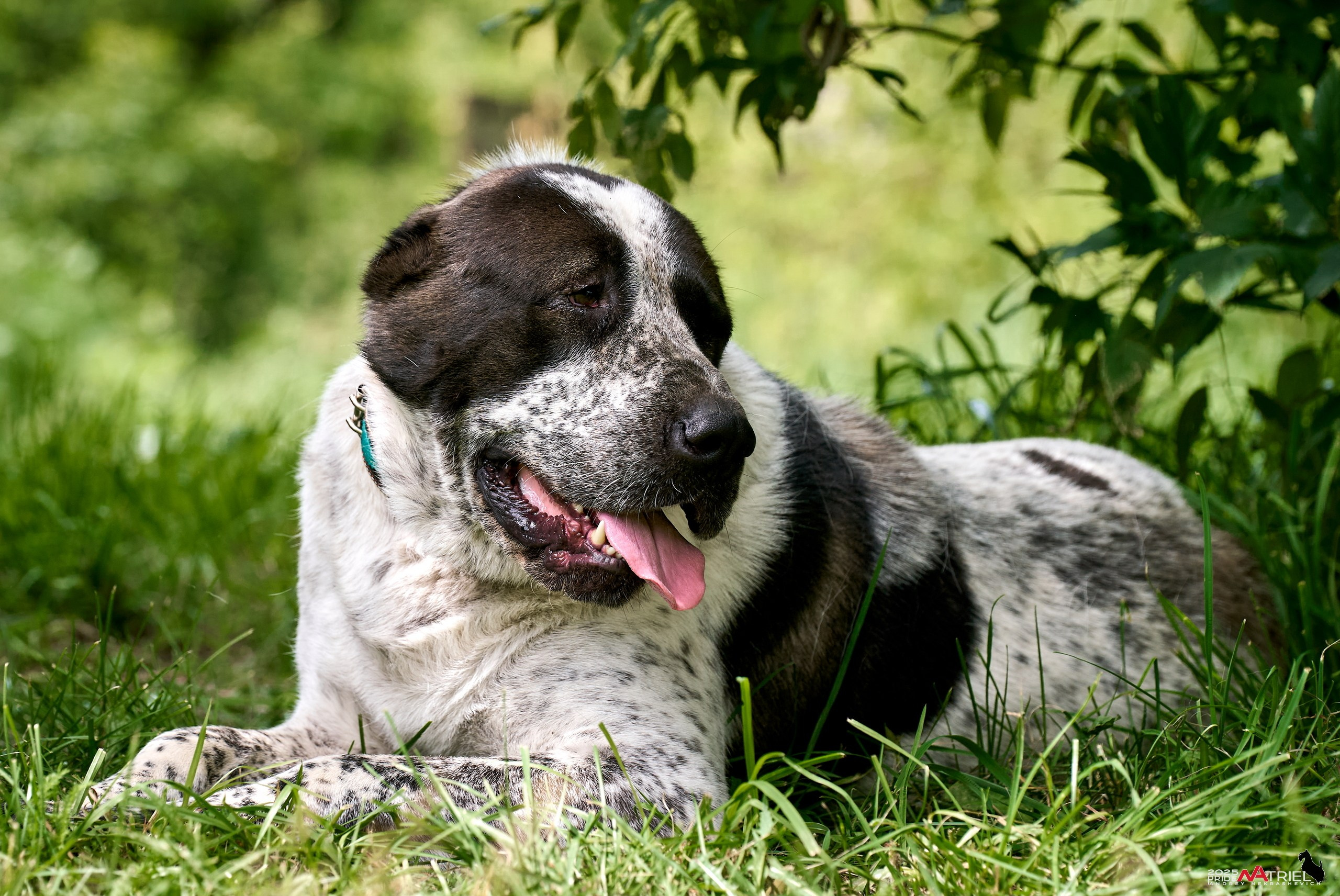 Алабаи и скотч-терьеры в питомнике у Ольги