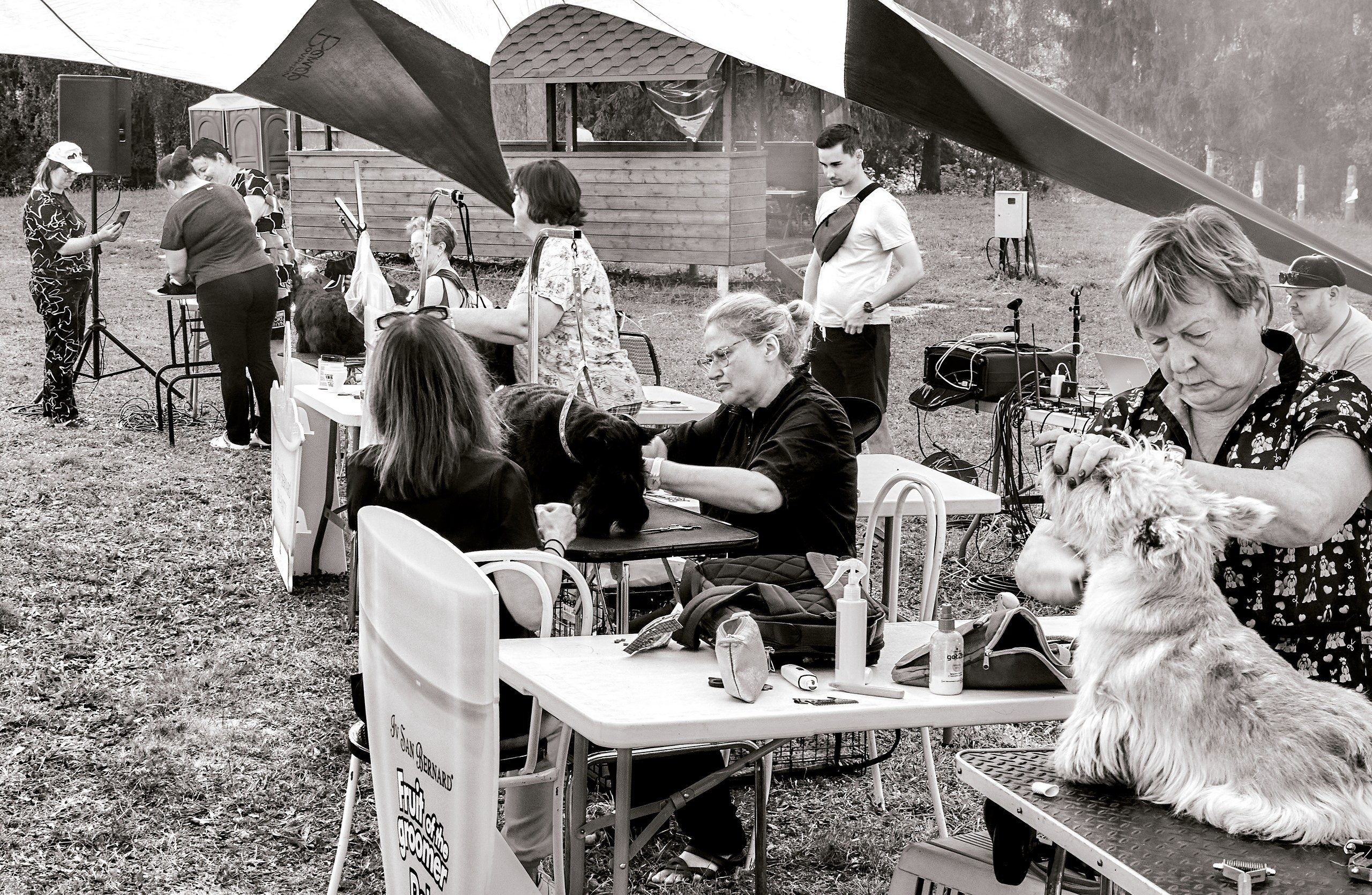 Мероприятия с собаками — галерея NATRIEL