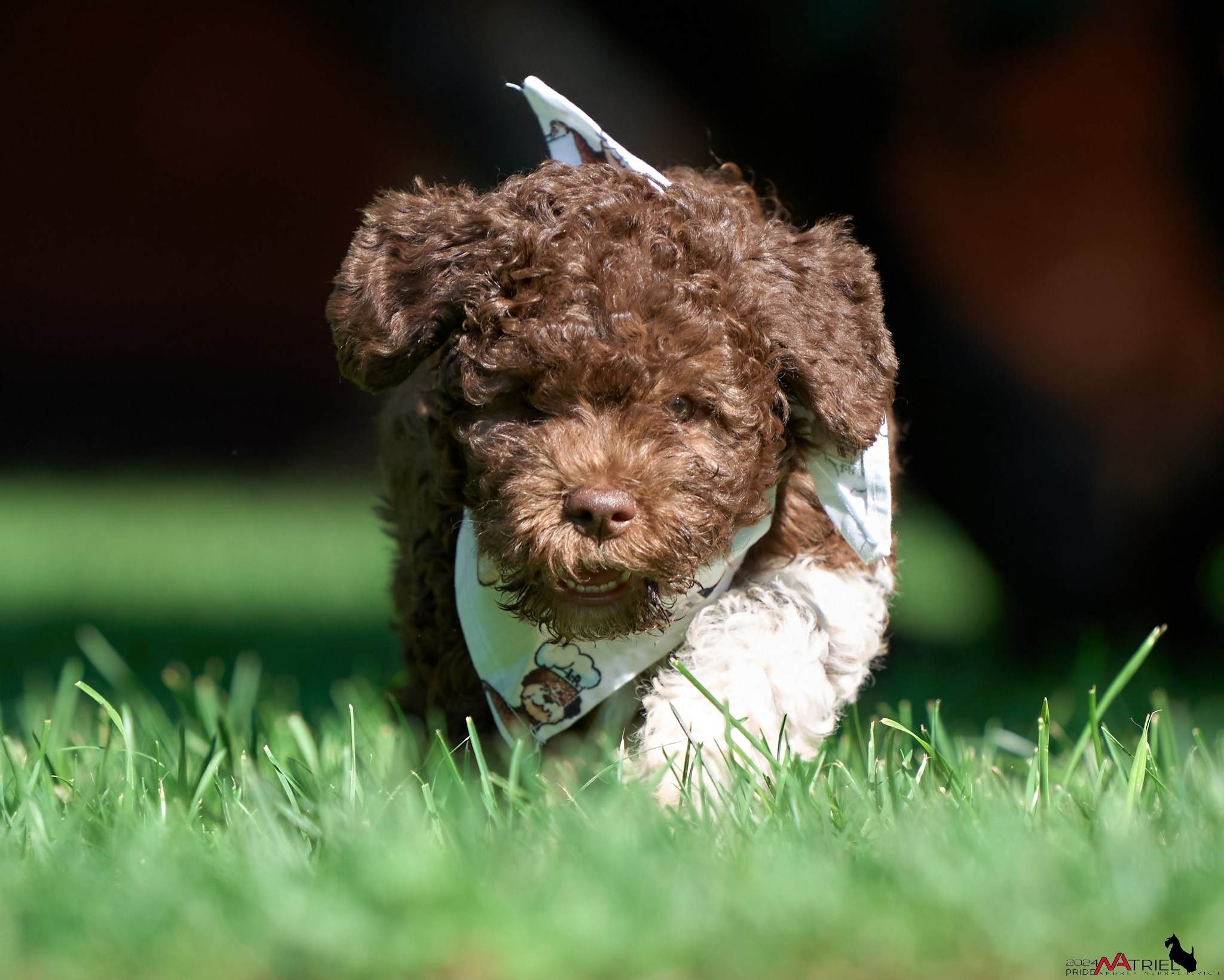 Съемка щенков лаготто на природе