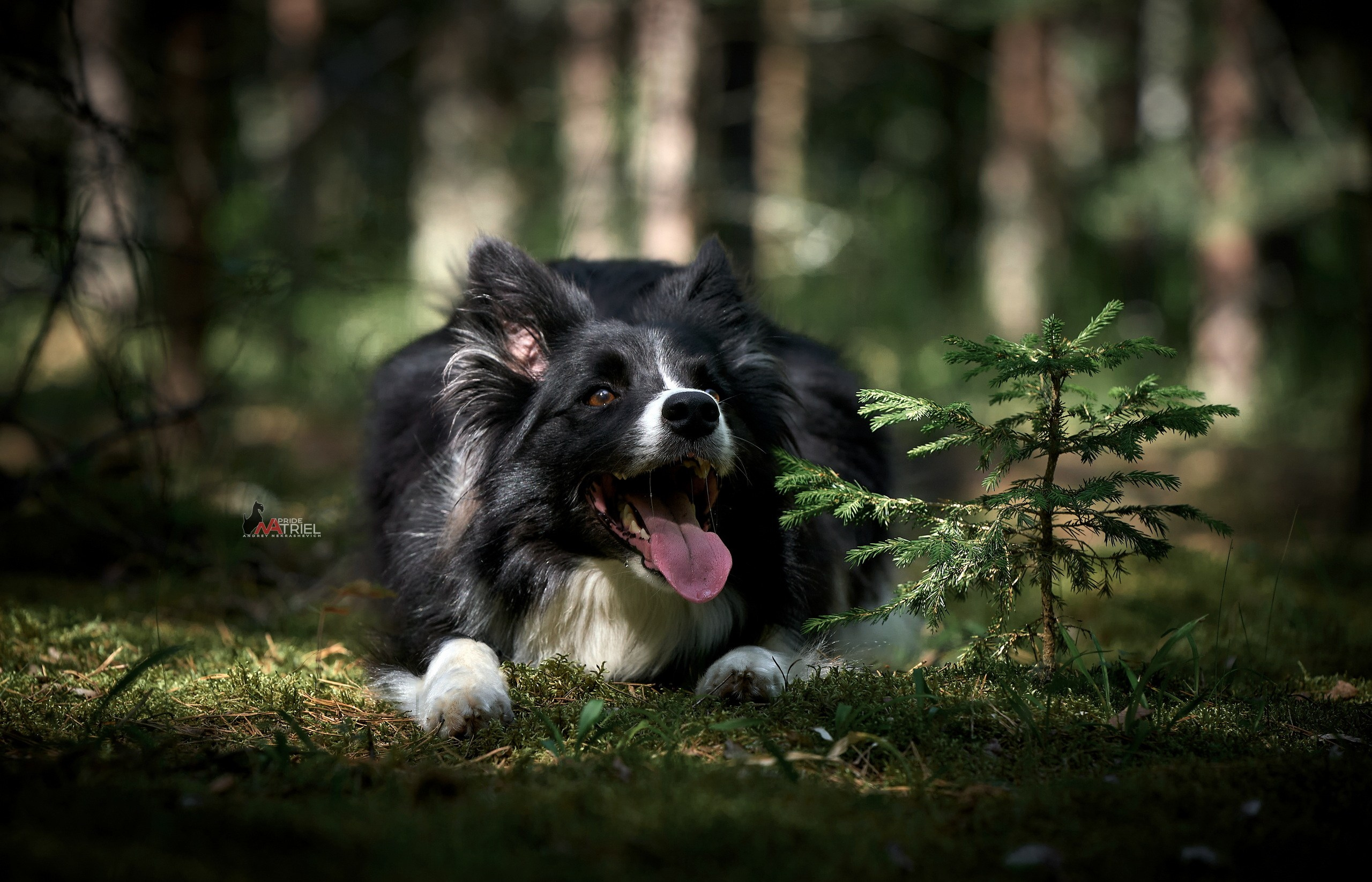 Портреты собак — галерея NATRIEL