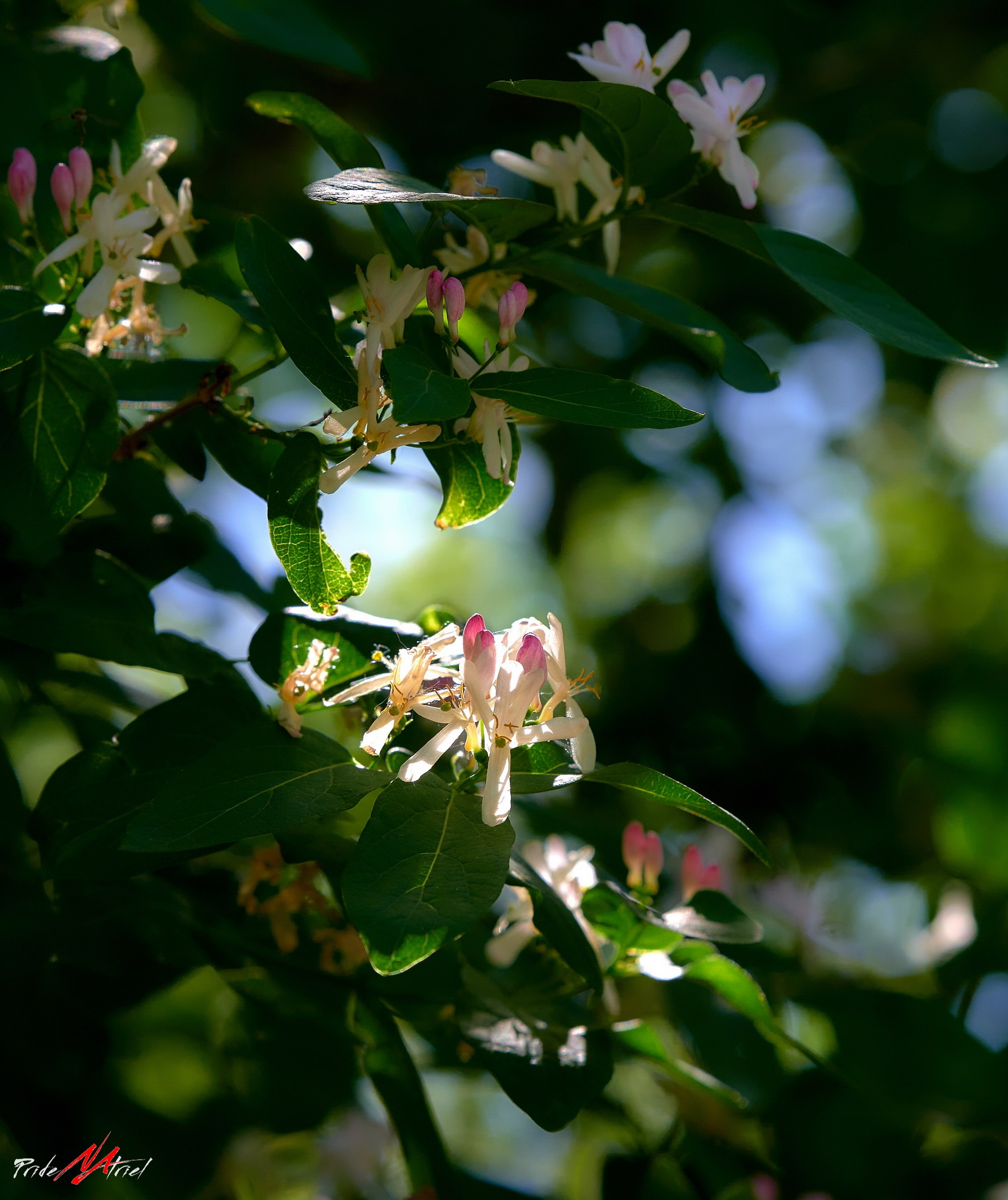Лютики-цветочки — галерея NATRIEL