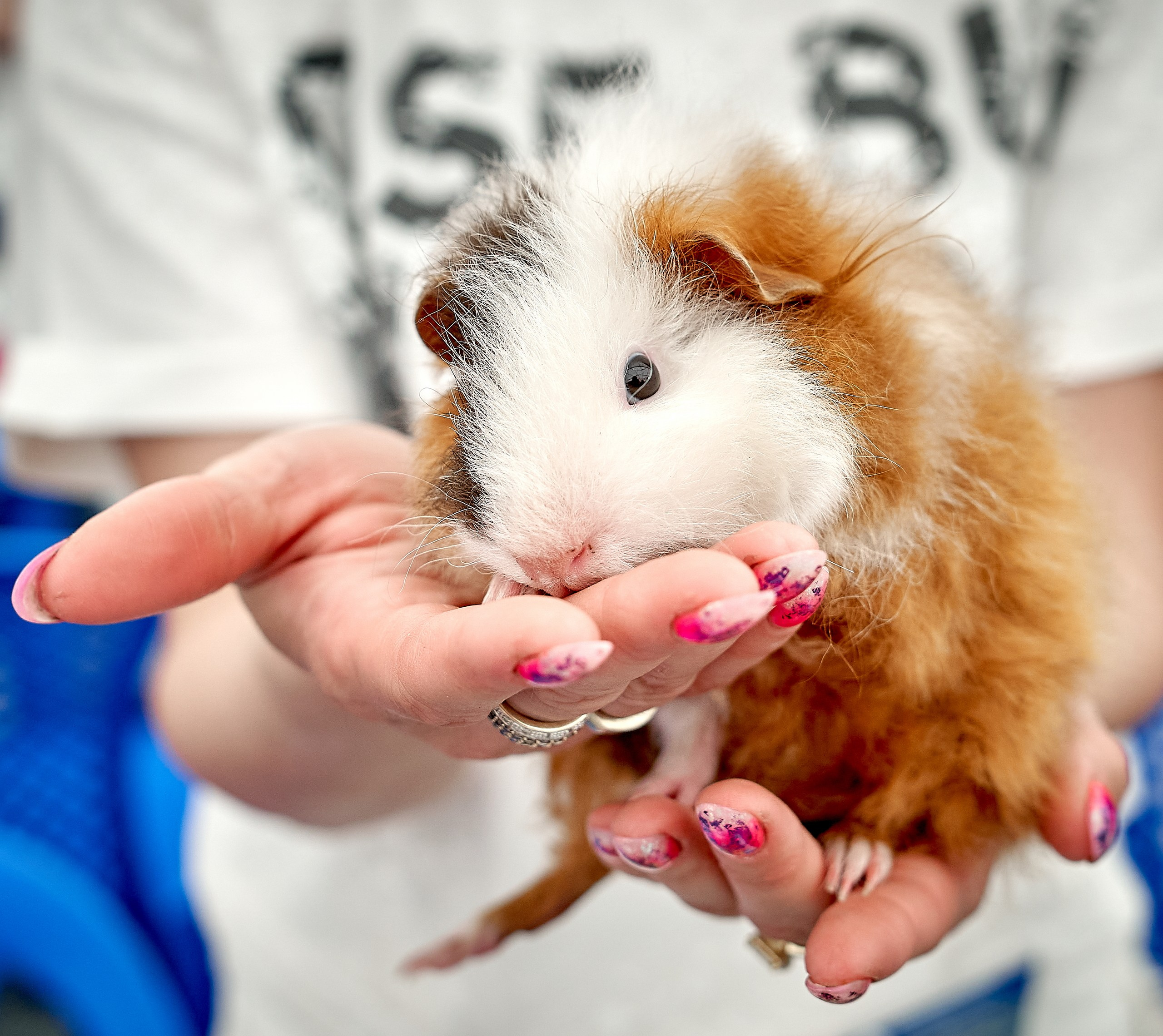 Животные — галерея NATRIEL