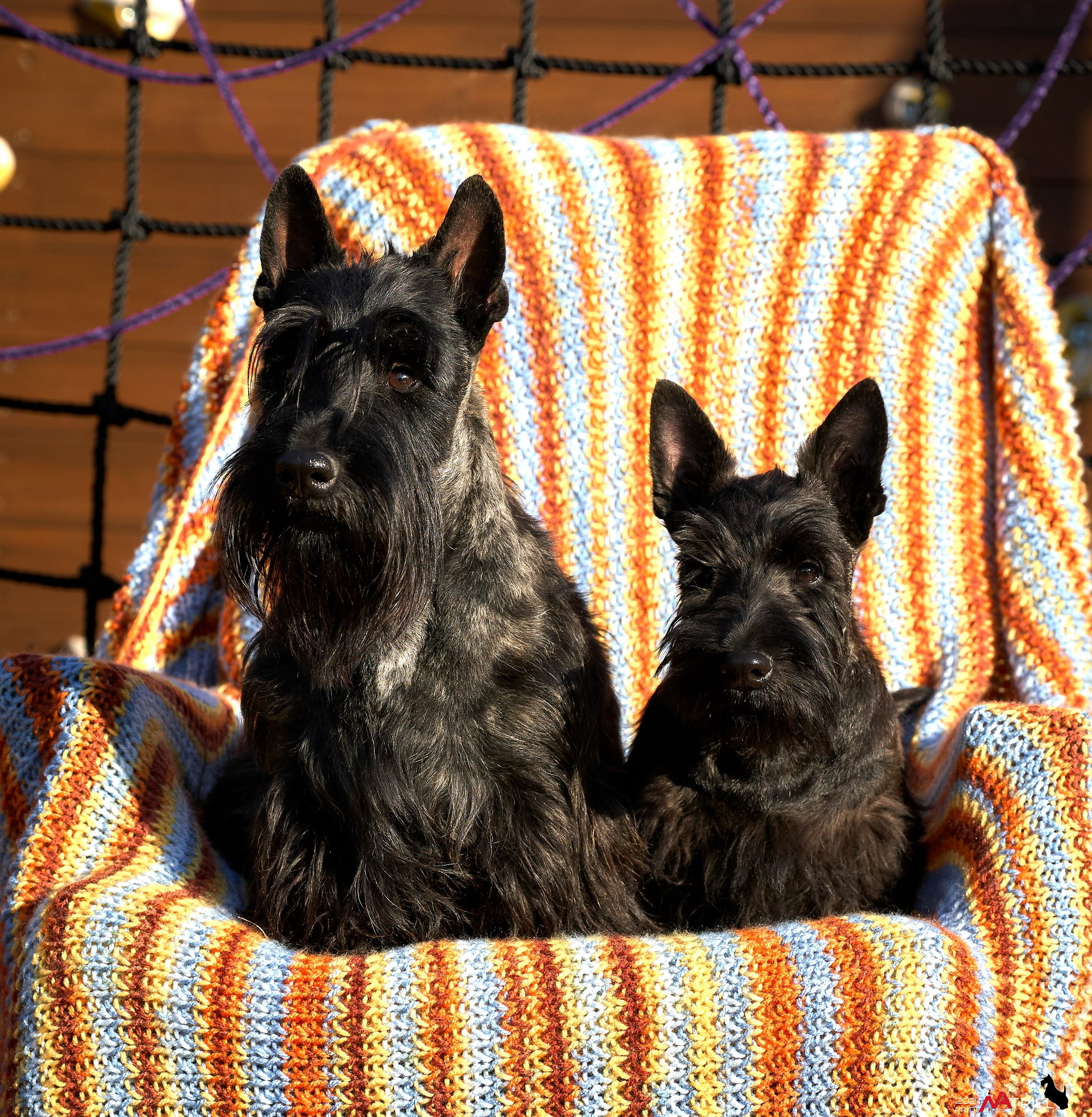 Репортаж со встречи питомника