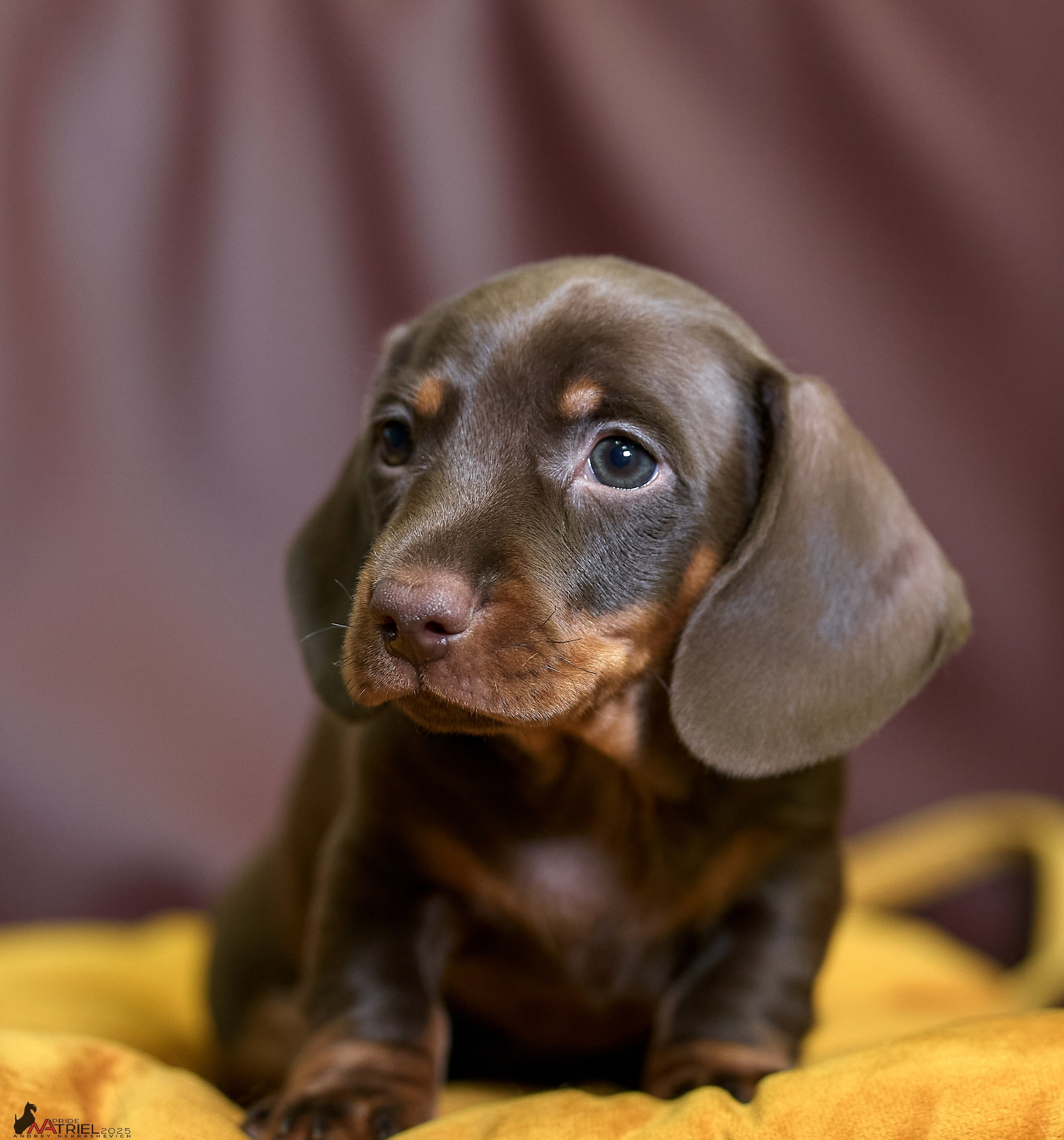Съемка щенков таксы с мобильным светом