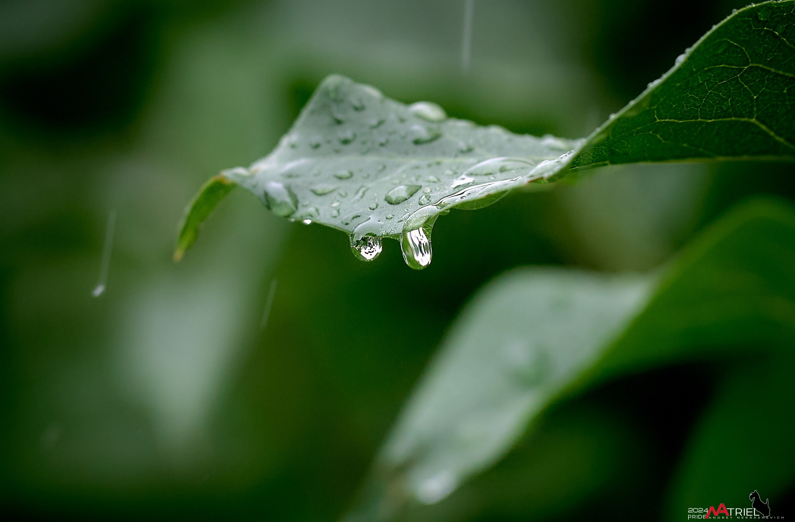 Съемка природы после дождя