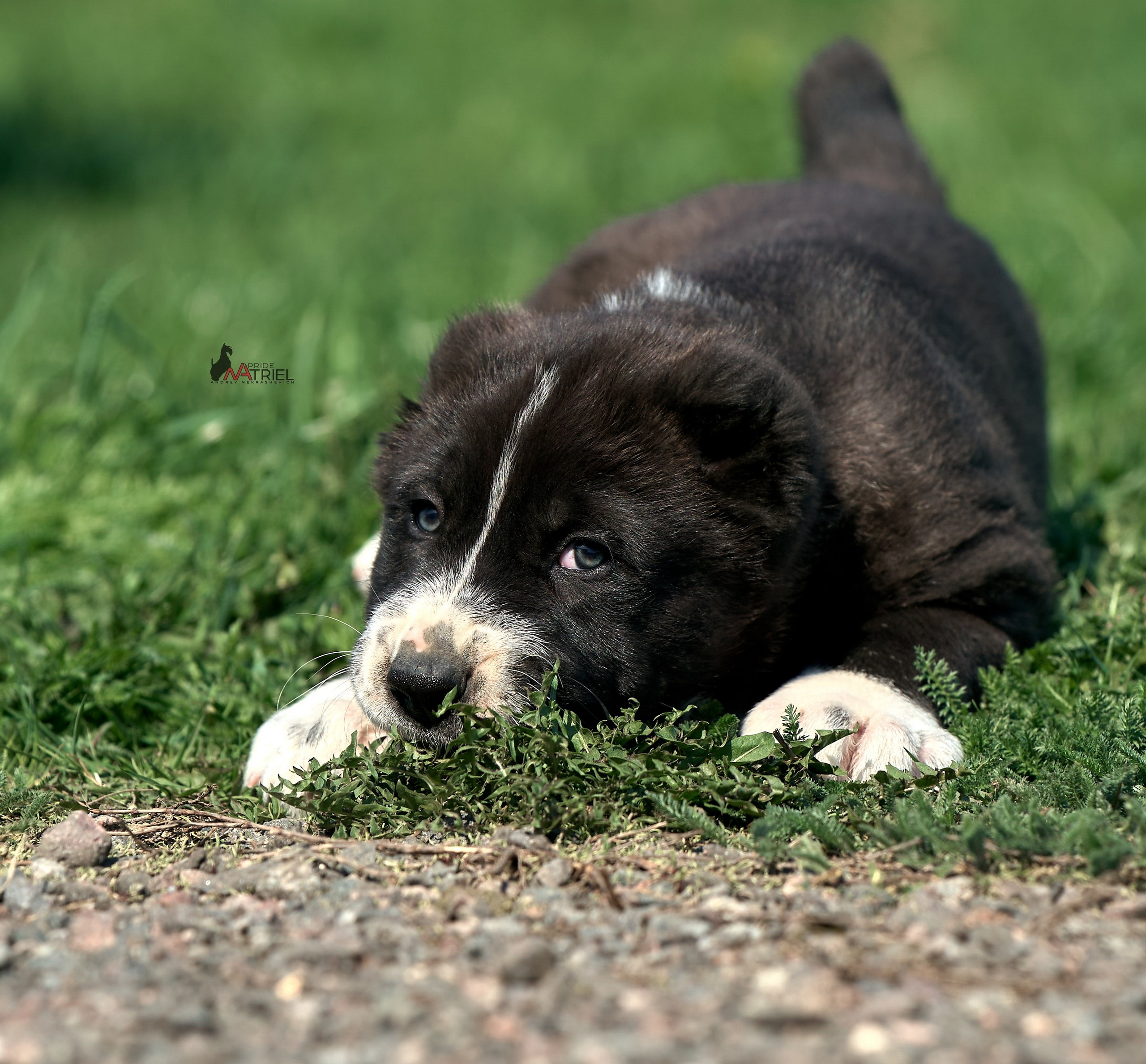 Среднеазиаты — щенки и взрослые