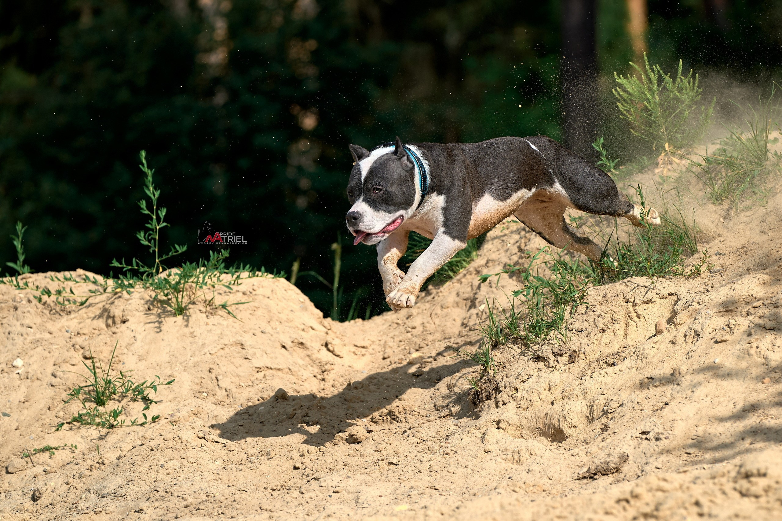 Прогулка в движении — галерея NATRIEL