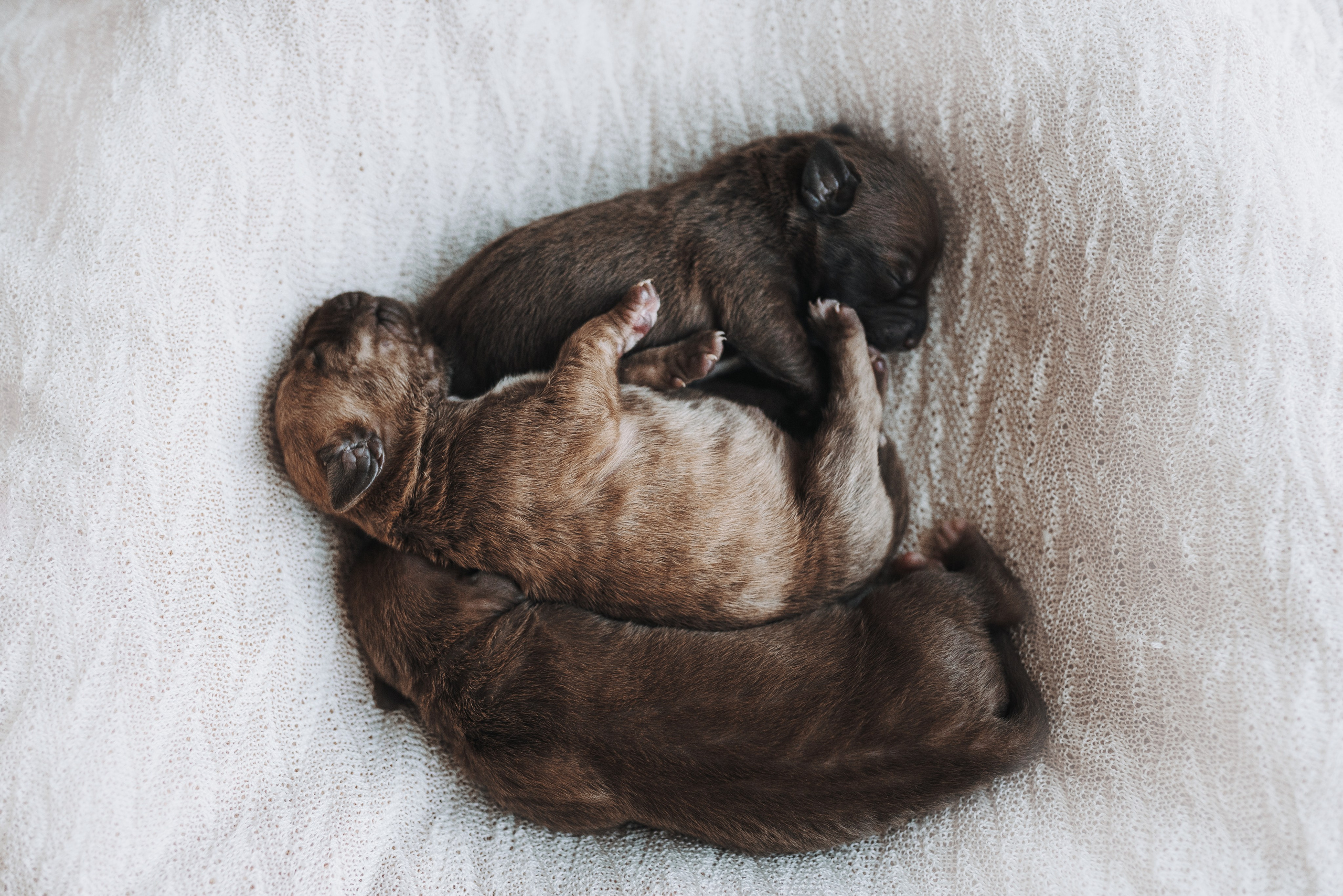 Прайтеры. Фотограф анималист Осипчикова Мария