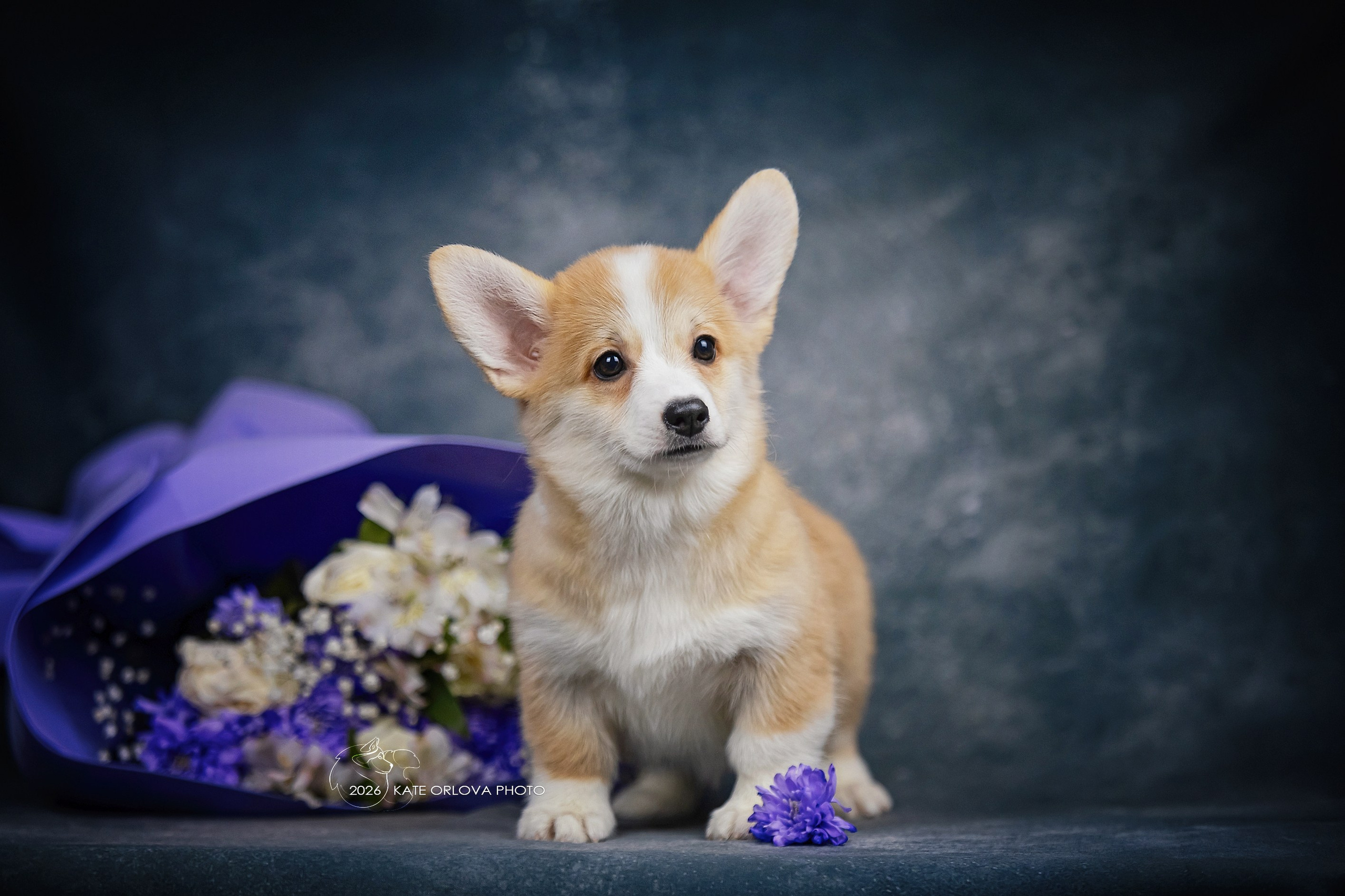 А — Кола и Цесей. Kawaii Kuma питомник собак пород Корги пемброк, Акита ину, Сиба