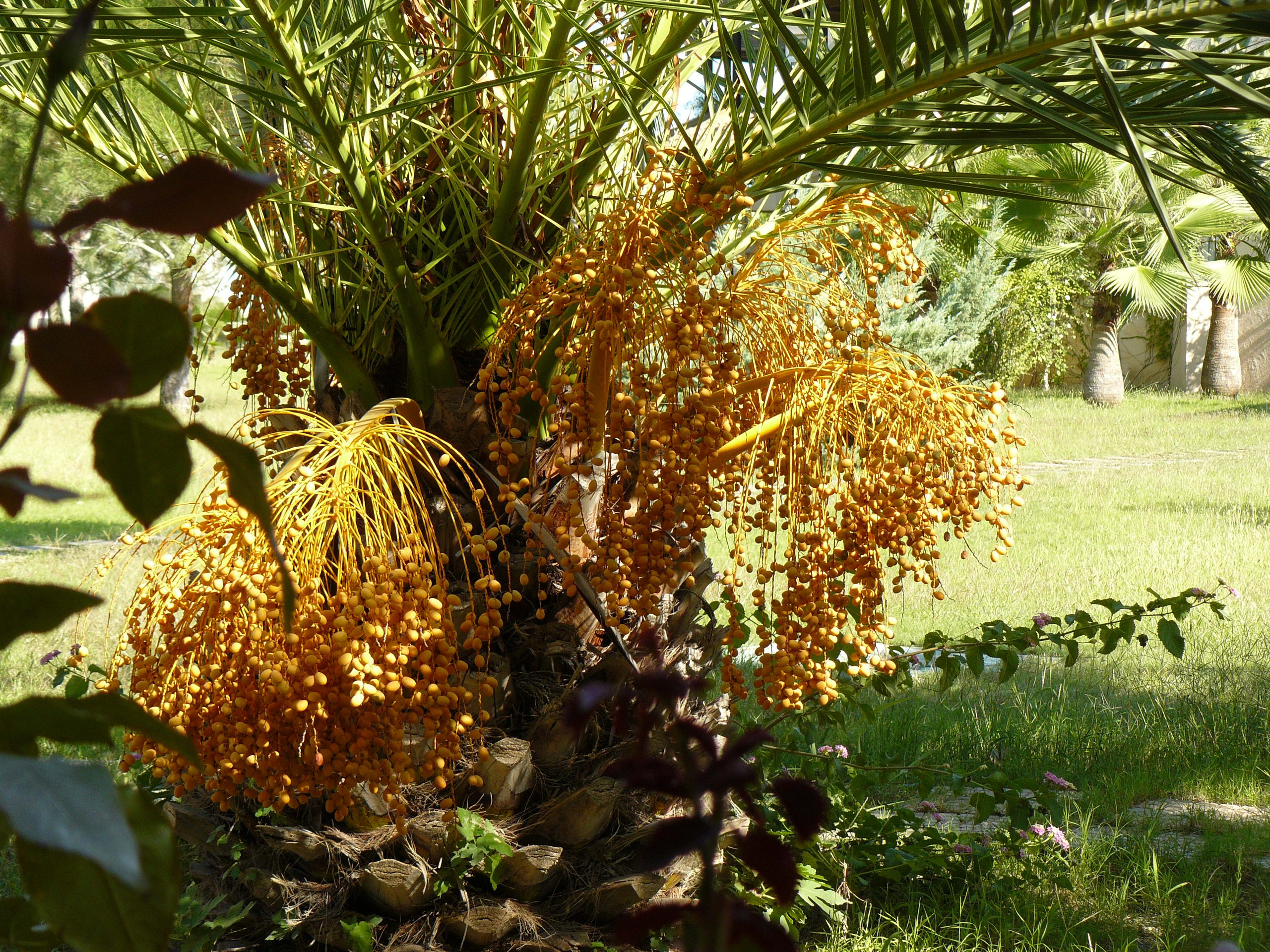 Кемер, Чамьюва 2008. Избранные фотографии