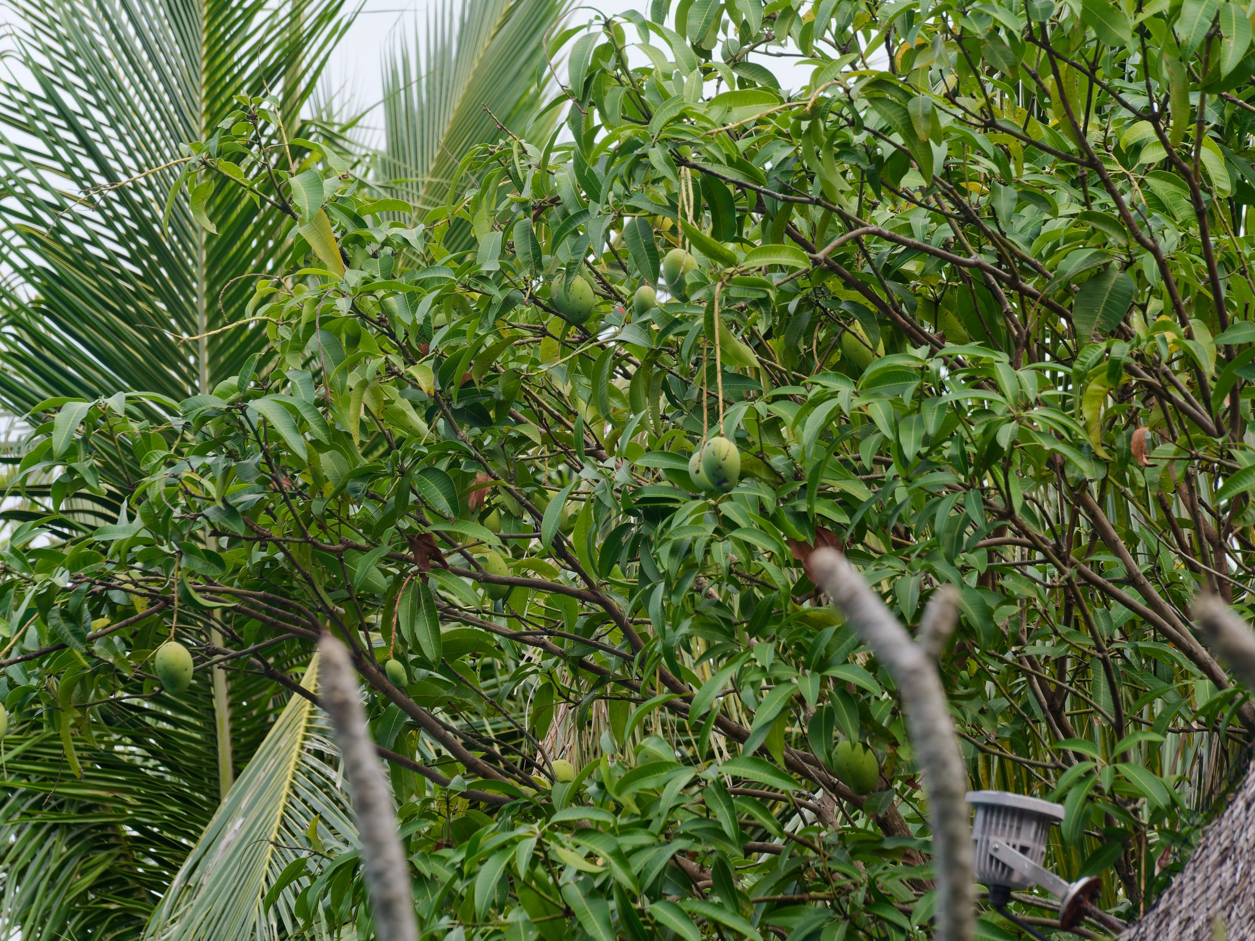 Хайнань 2026, флора, цветы и деревья. Фотопрогулки по Миру