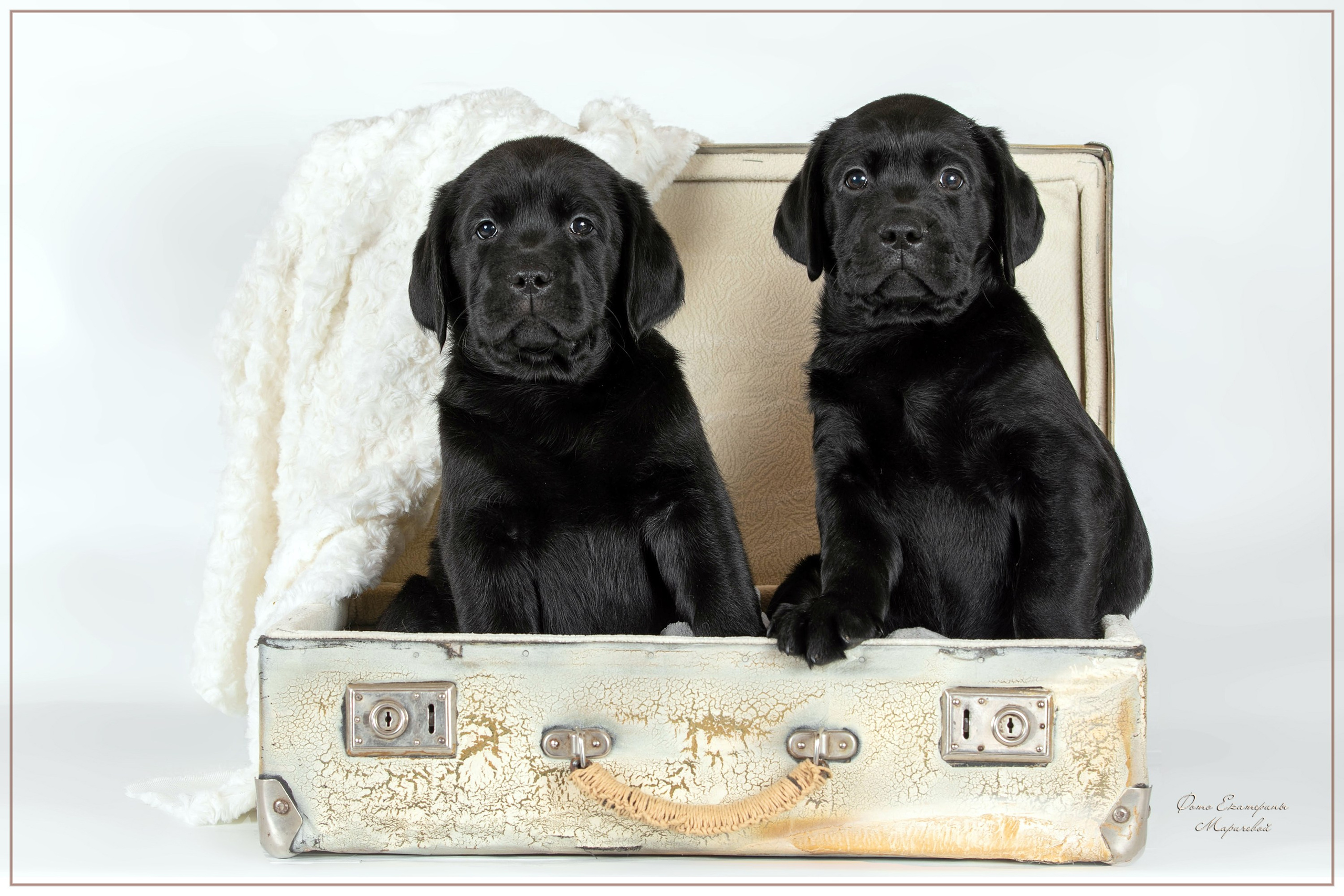 Галерея щенков. Фотограф-анималист в Омске Екатерина Маричева