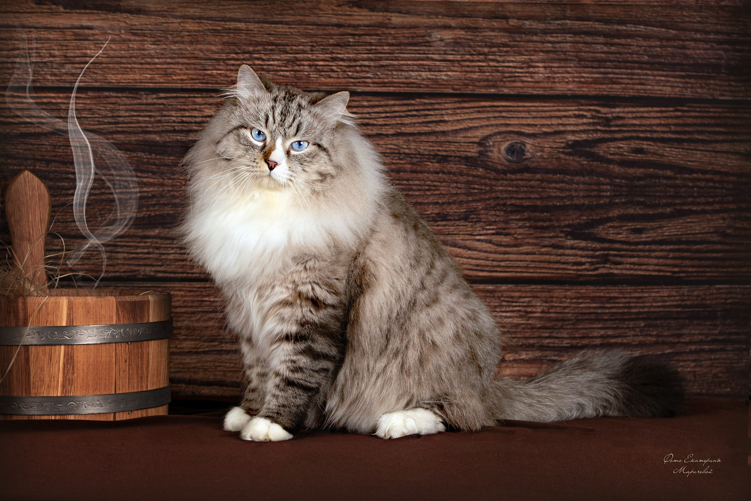 Стендовая съёмка на выставках кошек. Фотограф-анималист в Омске Екатерина Маричева