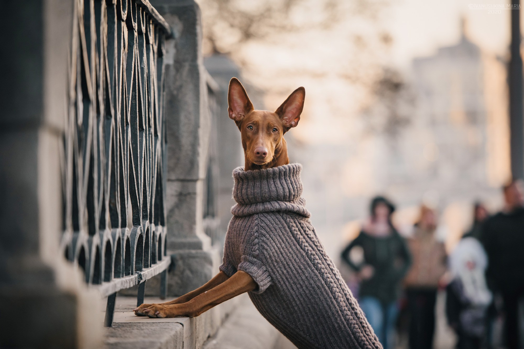 Фотограф-анималист. Фотограф собак в Москве и Московской области Иванушкина Мария