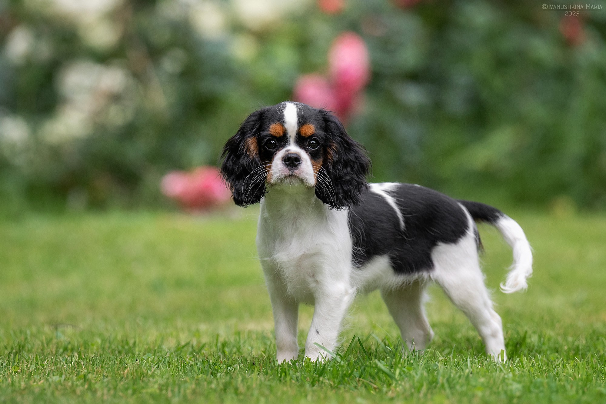 Фотосессия щенков на продажу. Фотограф собак в Москве и Московской области Иванушкина Мария