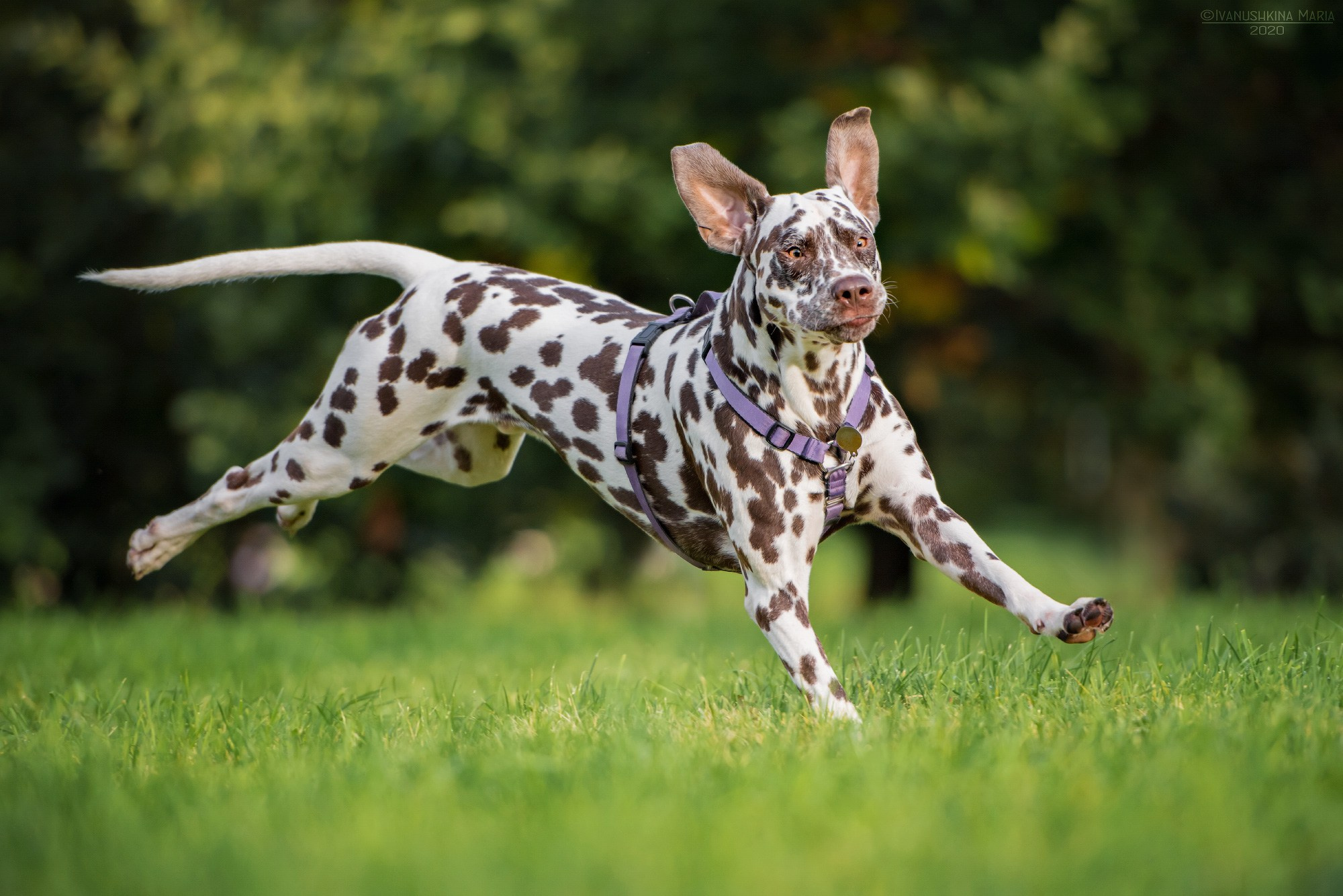 Фотограф-анималист. Фотограф собак в Москве и Московской области Иванушкина Мария