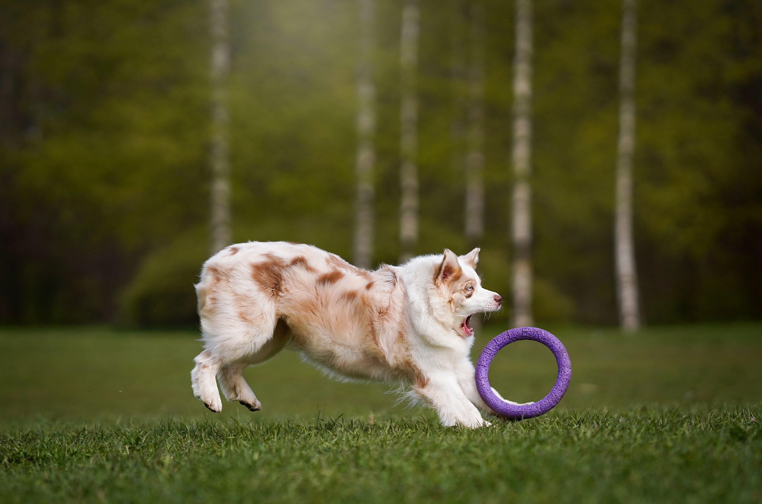 Рокки и Гермиона. Фотограф-анималист в Санкт-Петербурге Яна Мартынова