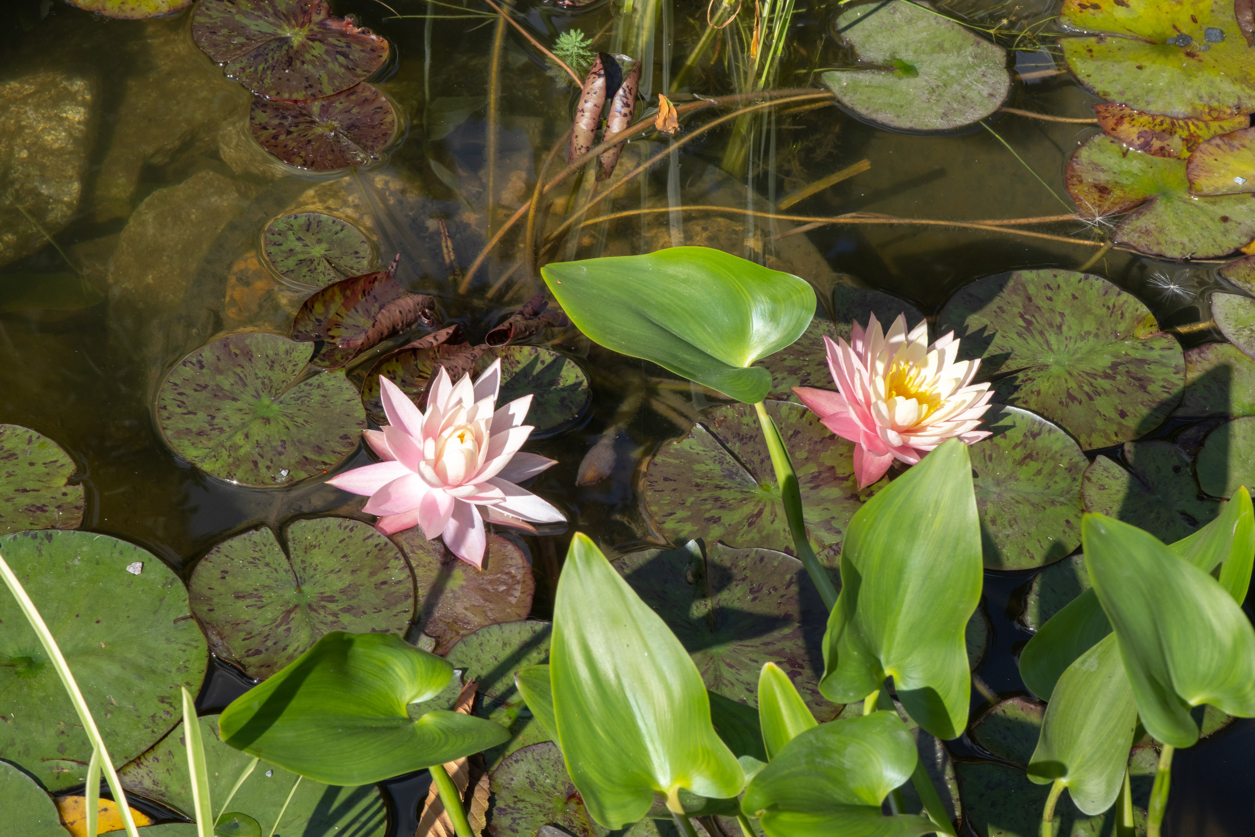 Фотосъемка мероприятия Сады и Люди 2023. Фотограф — Евгений Свистков