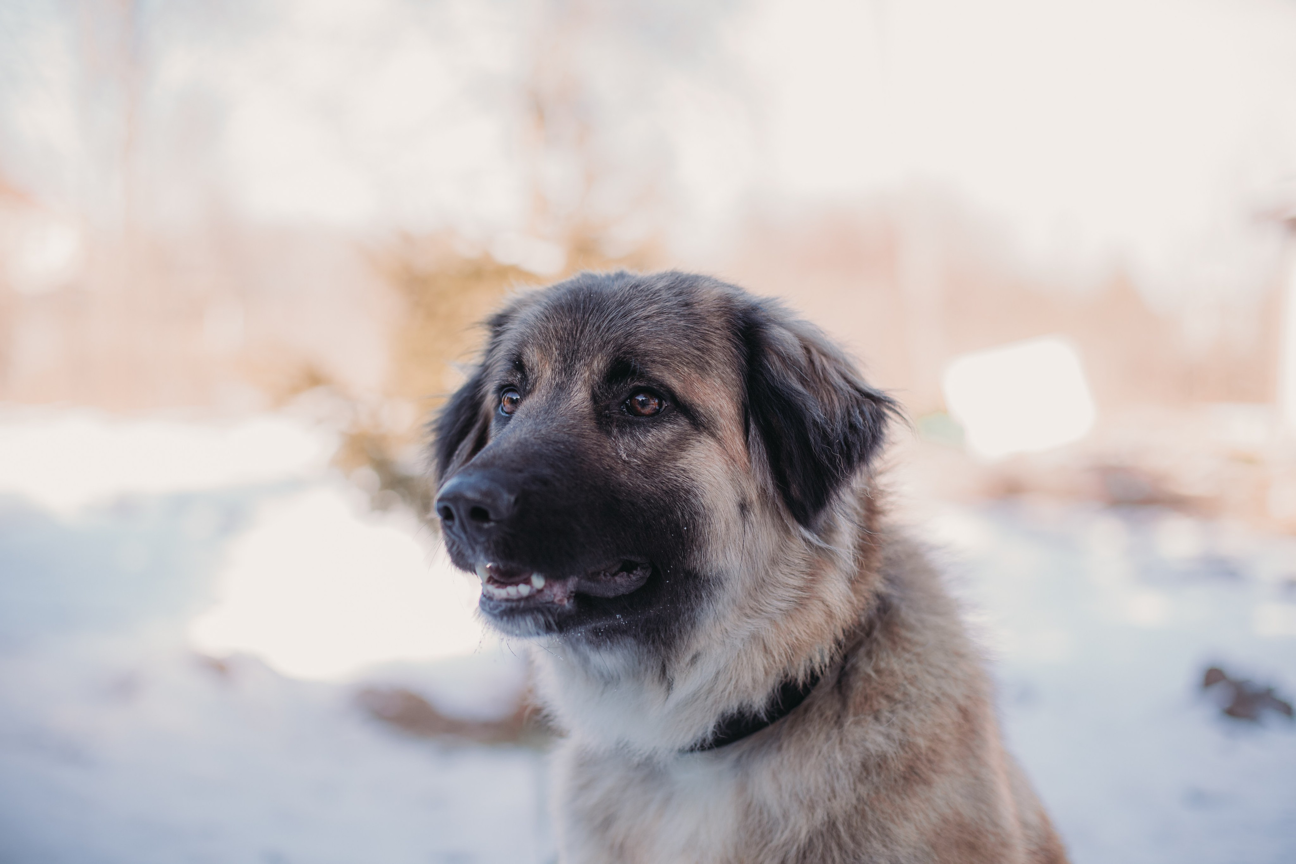 Фотосессии животных. Детский фотограф, фотограф-анималист