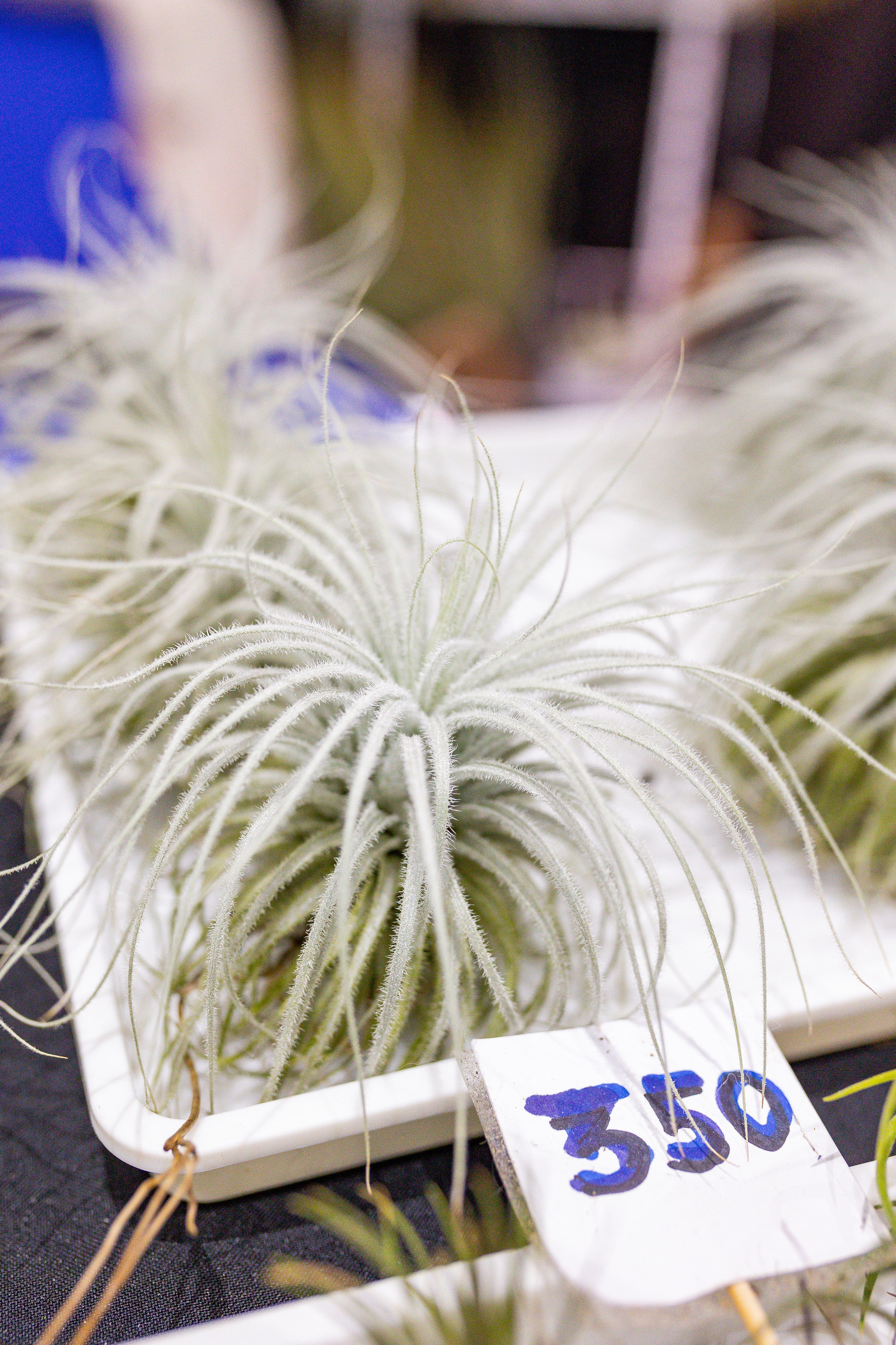 Орхидиум сентябрь 2025. Александра Куликова фотограф, Москва