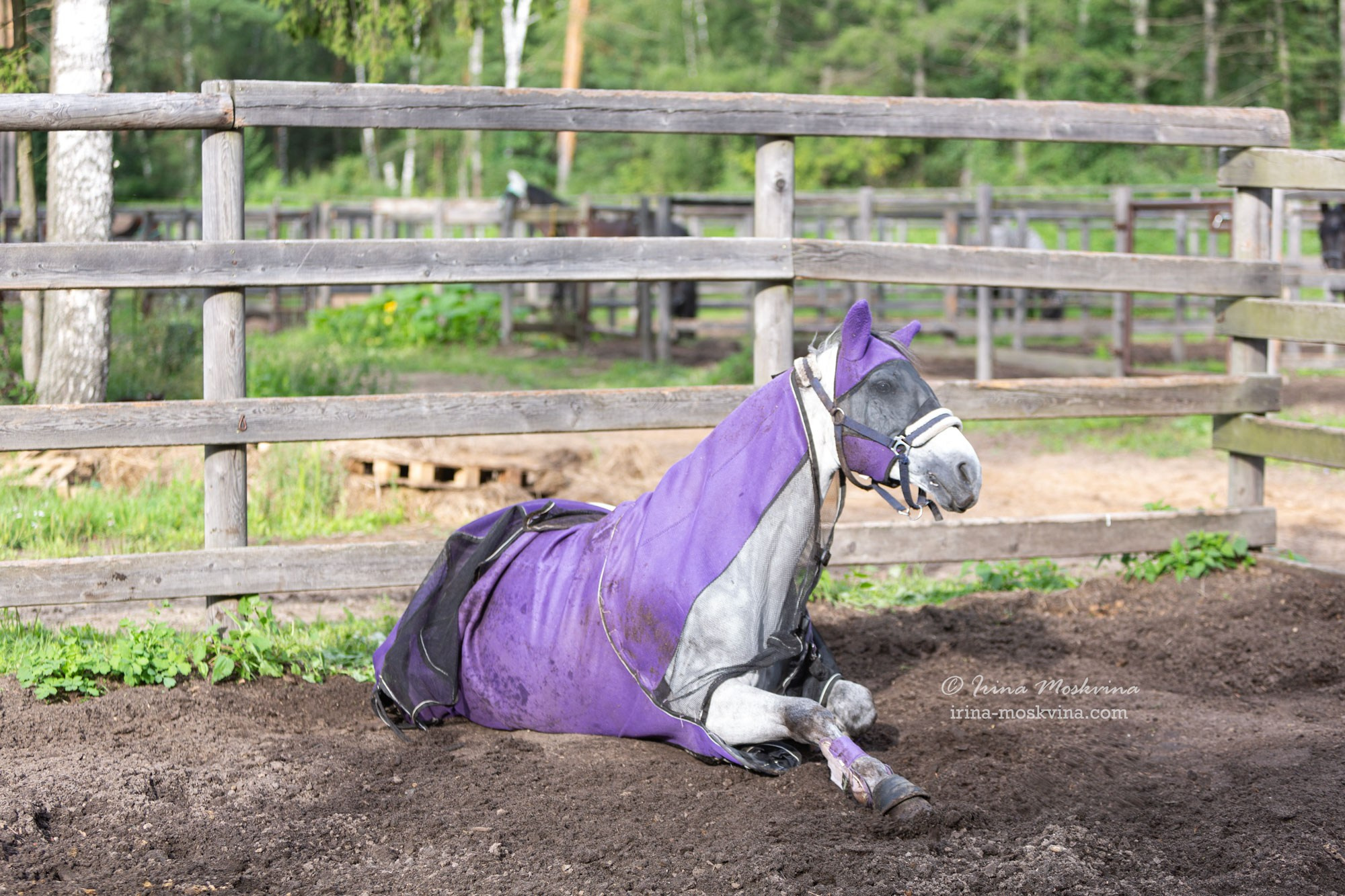 КСК «Алмазово» | Московская область | июль 2024. Ирина Москвина | фотограф | Москва