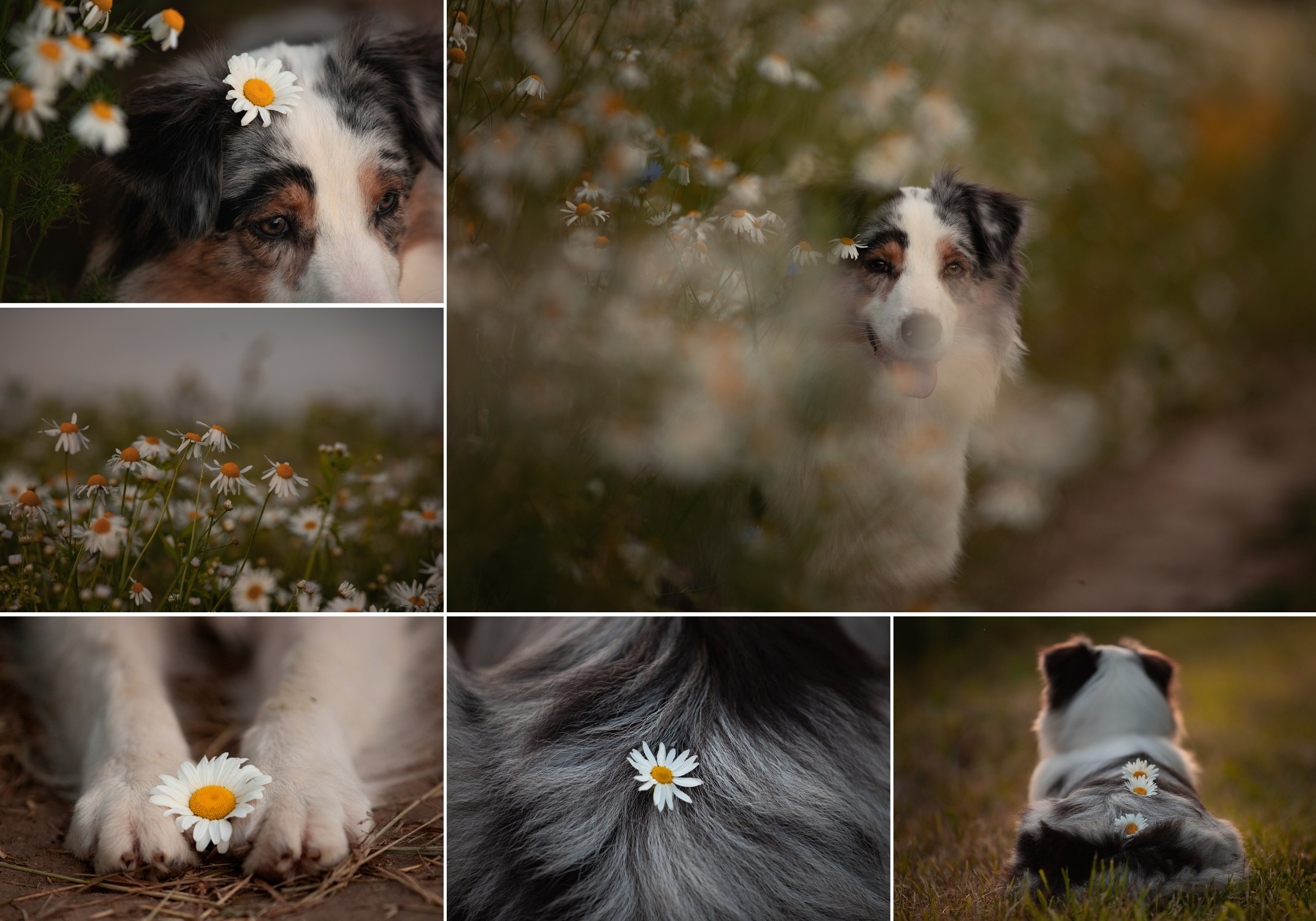 На природе и в городе. Фотограф-анималист в Калуге Мария Шерскова