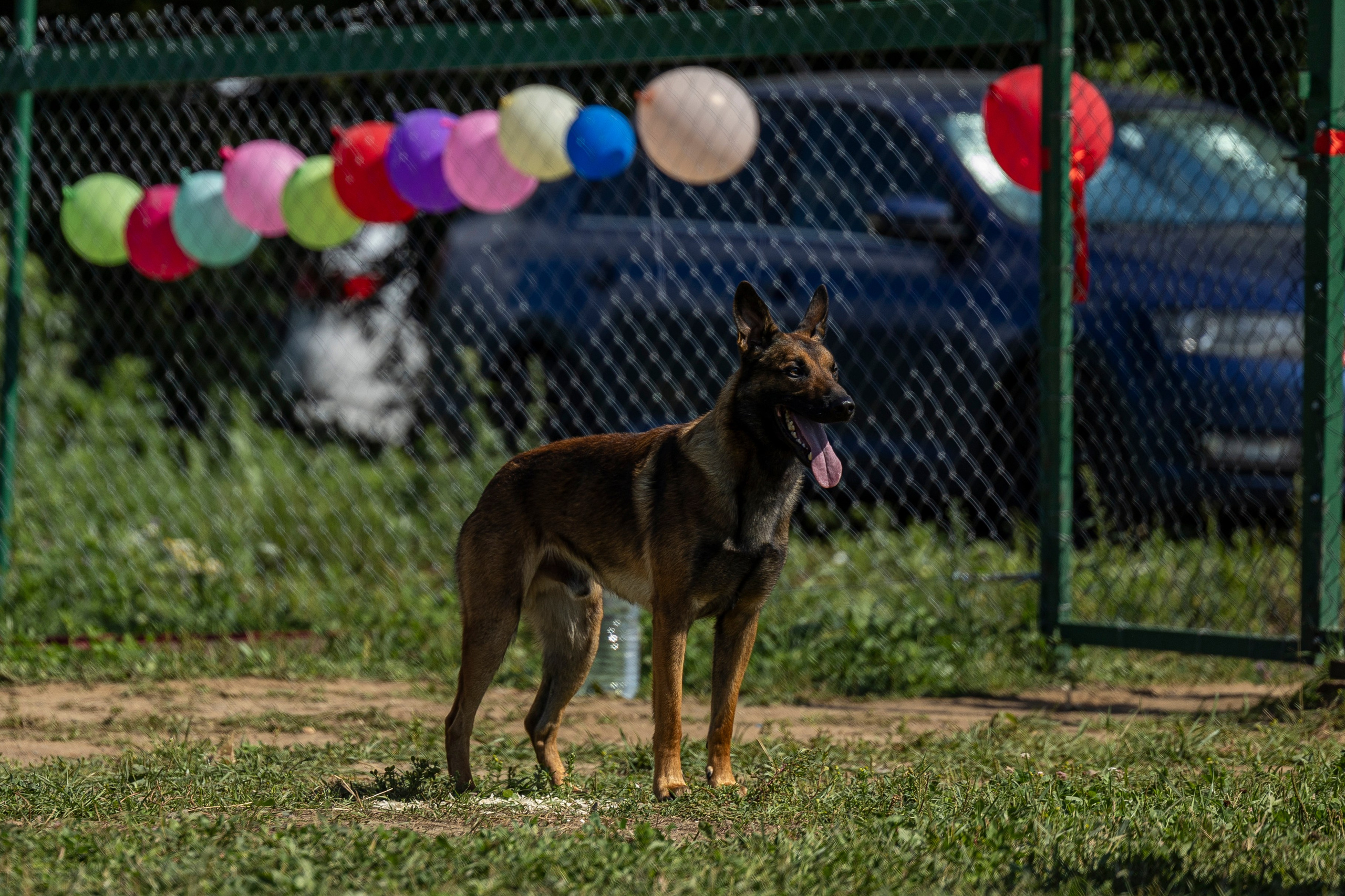 Соревнования по Мондьорингу г. Вологда 10-11.08.2024. Фотограф-анималист Анна Маринич