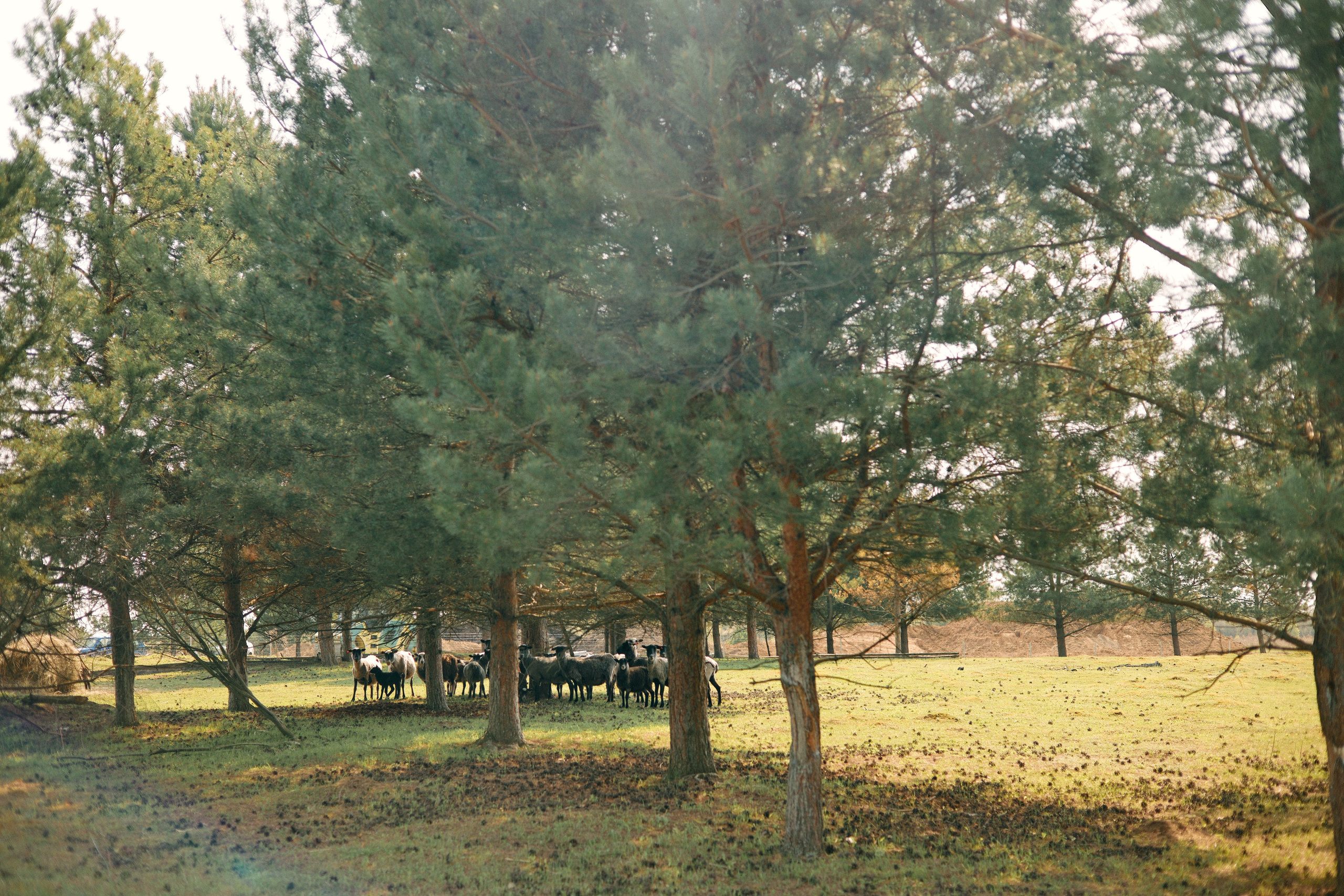 Бутик-отель Поле летом. Профессиональный Фотограф во Владимире, в Москве и в Суздале — Полина Романычева