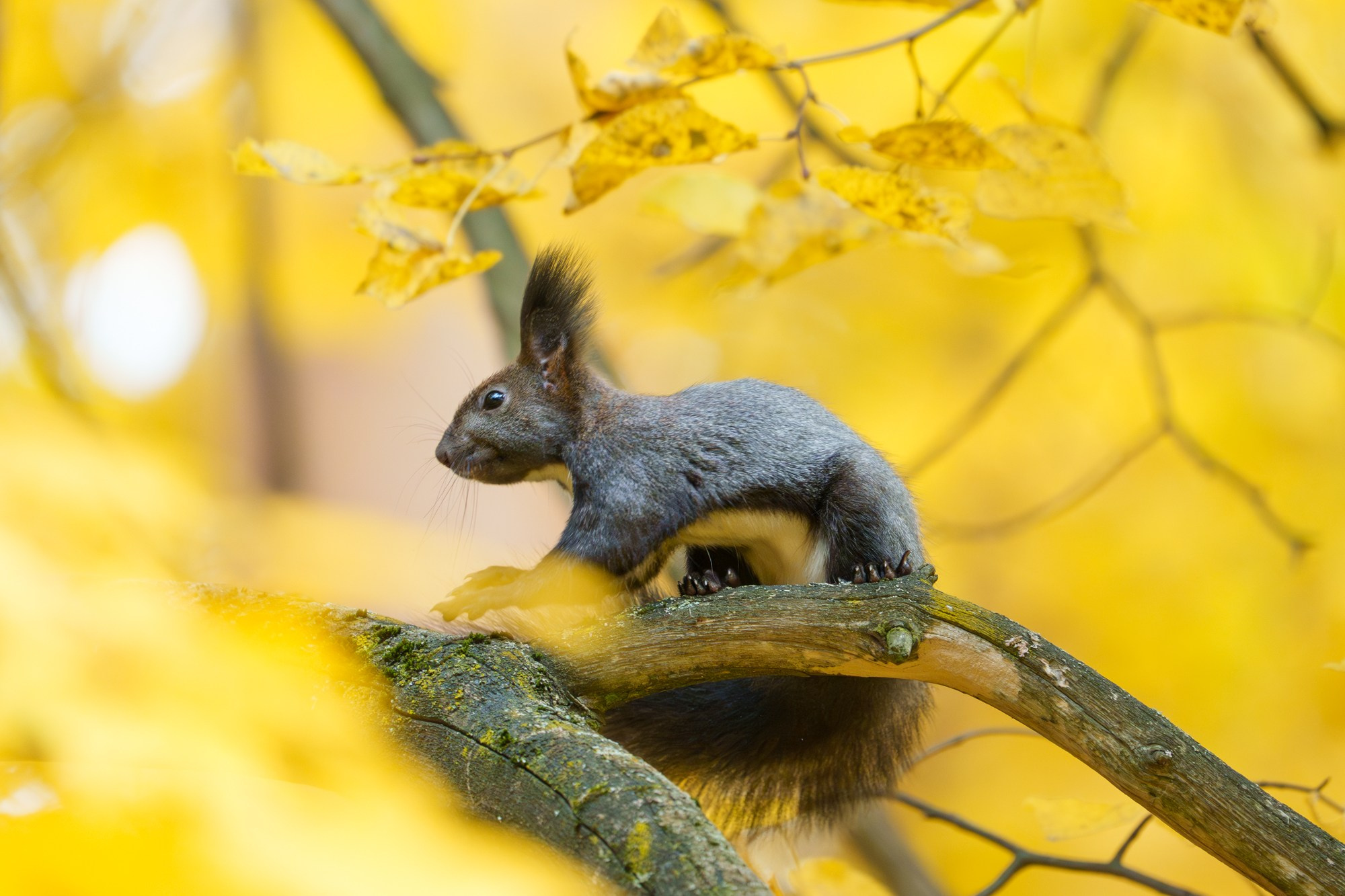 Животные. Ваш личный фотограф Марина Волкова