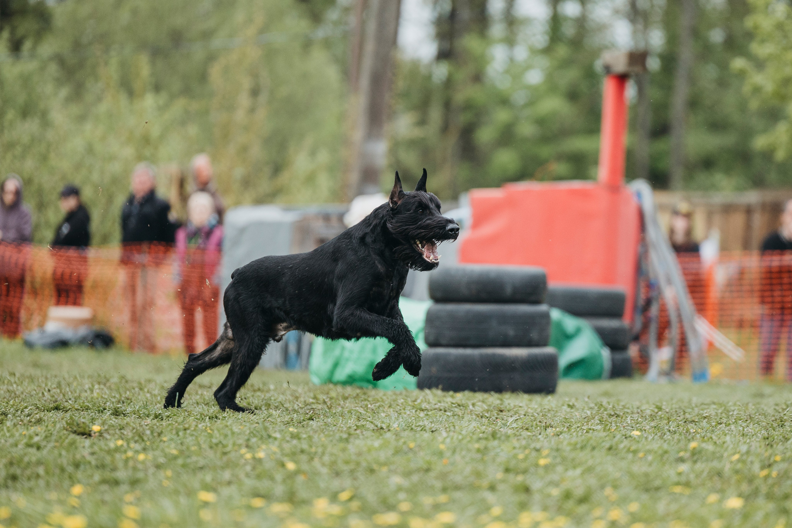 26.05.25 г. Пушкин квалификационные соревнования. Фотограф-анималист Анна Маринич