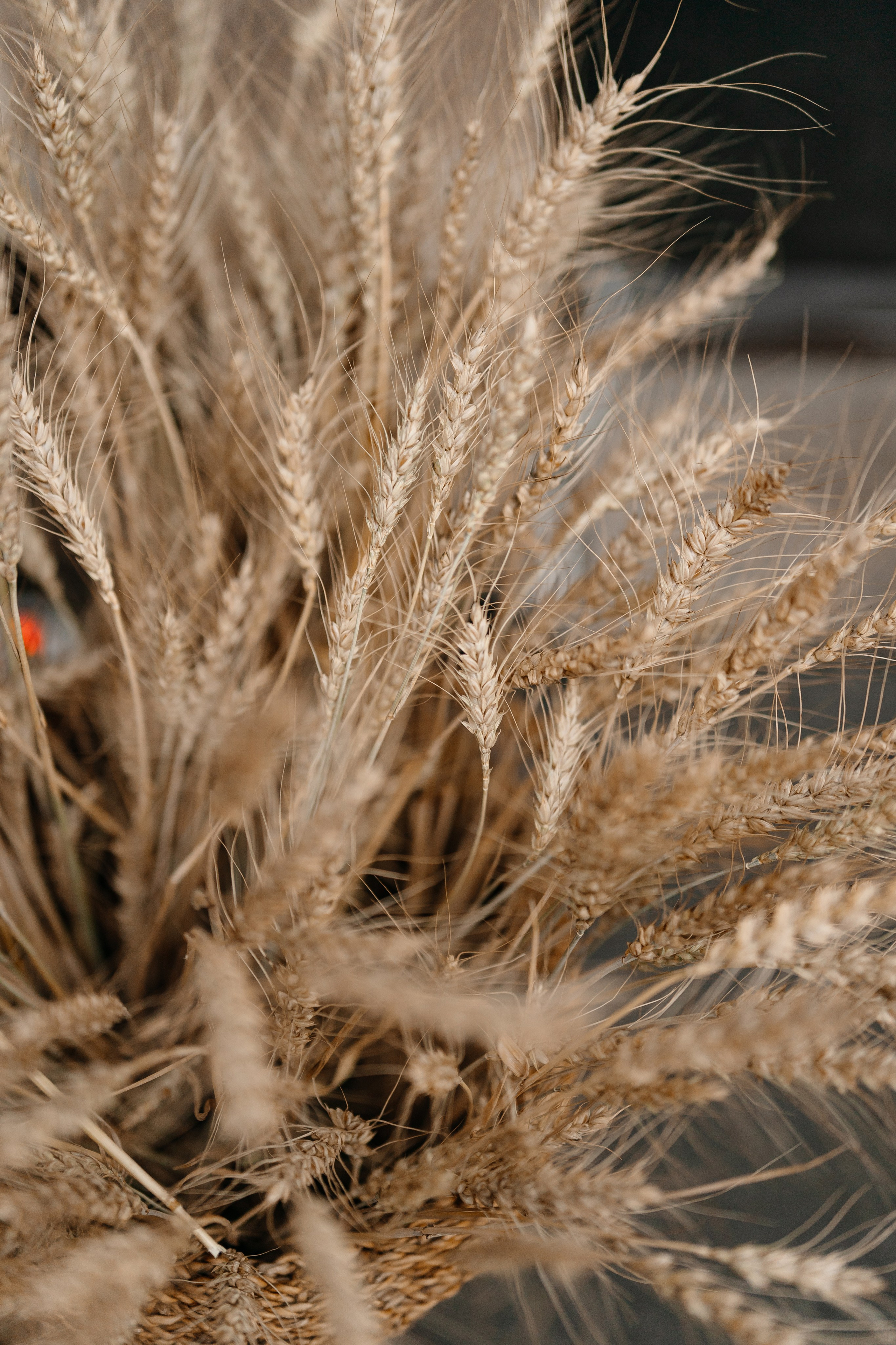ГастроБистро Цирк. Свадебный и репортажный фотограф в Москве Андрей Вайман