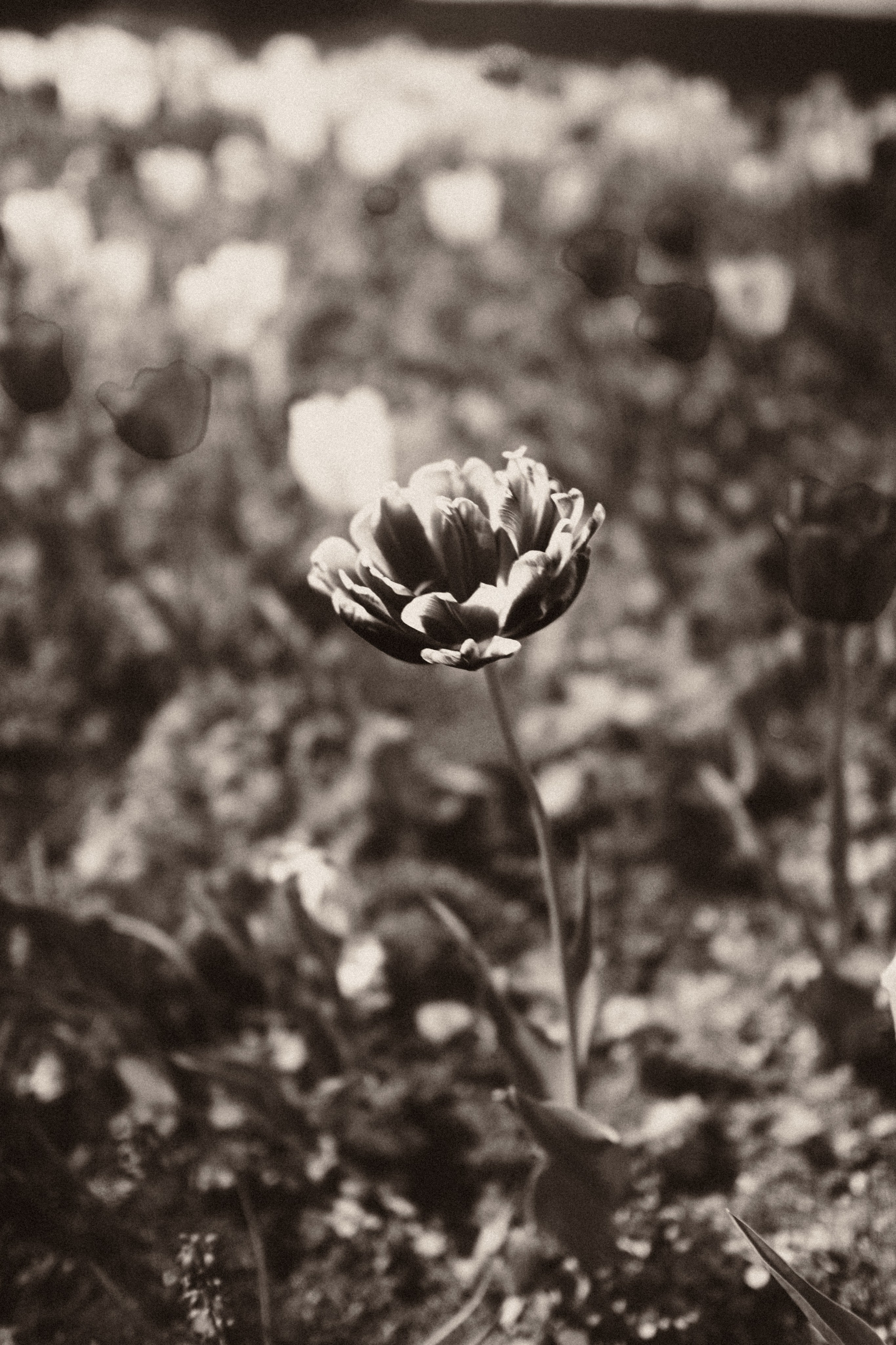 Botanical. Портретный и свадебный фотограф в Москве и Санкт-Петербурге. Учитель фотографии онлайн и оффлайн