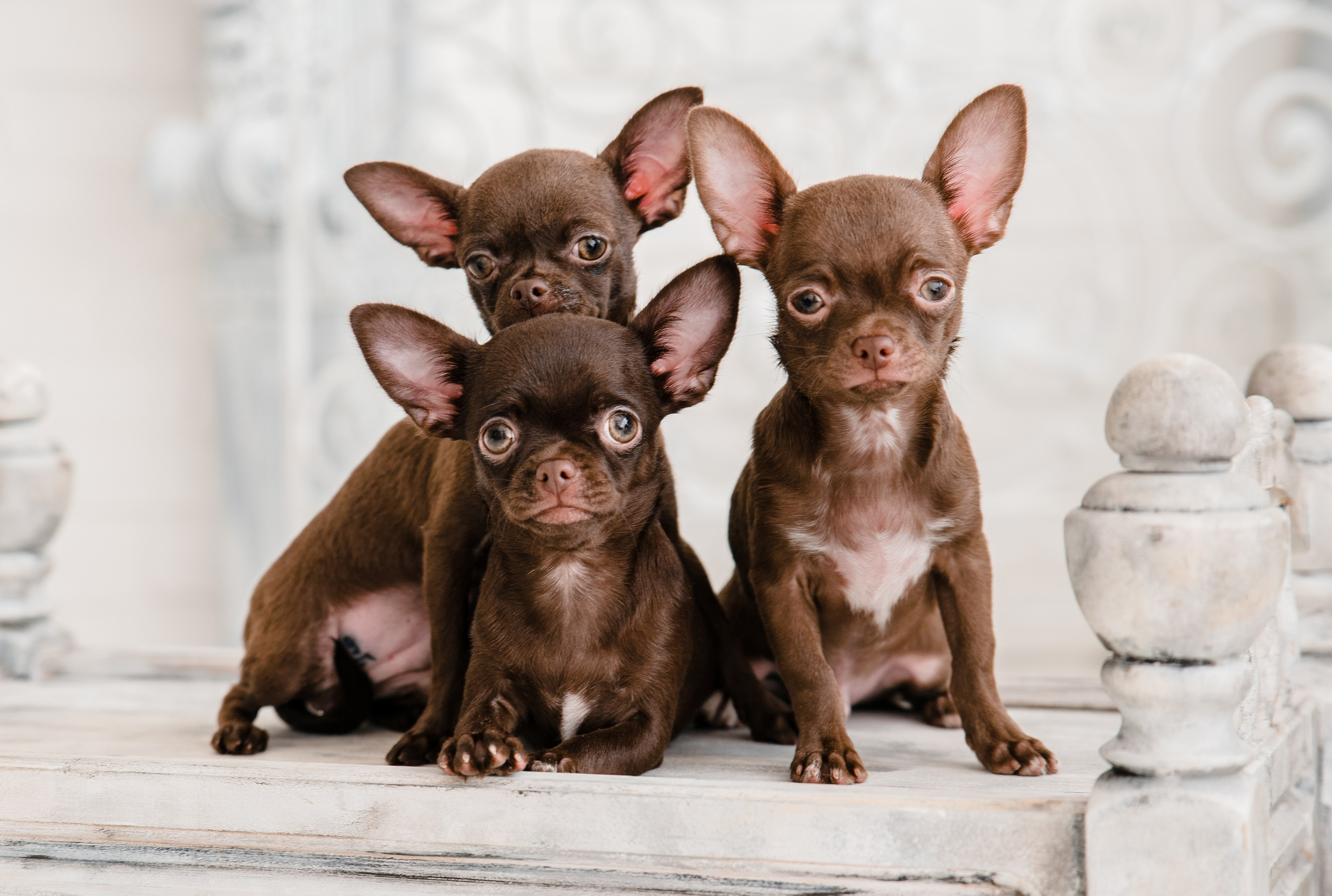 Чихуа Ахуа студия. Главная