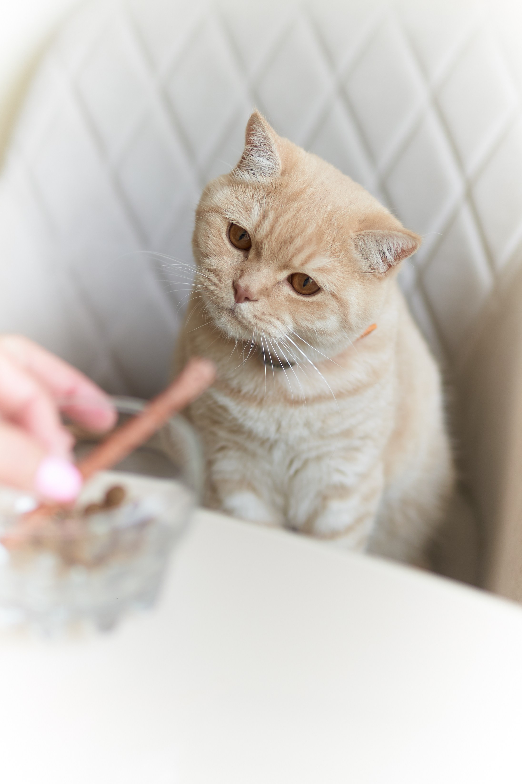 Фотосессия кота. Мужская фотосессия в СПб|Ирина Курманаева