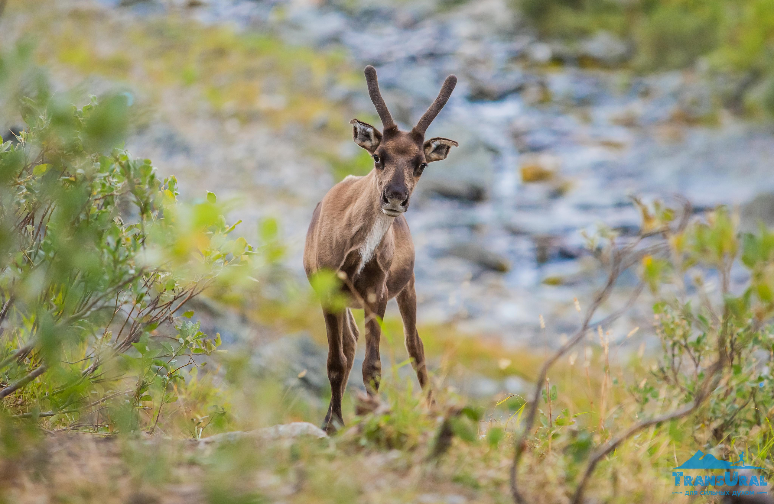 Полярный Урал. Авторские туры с профессиональным фотографом