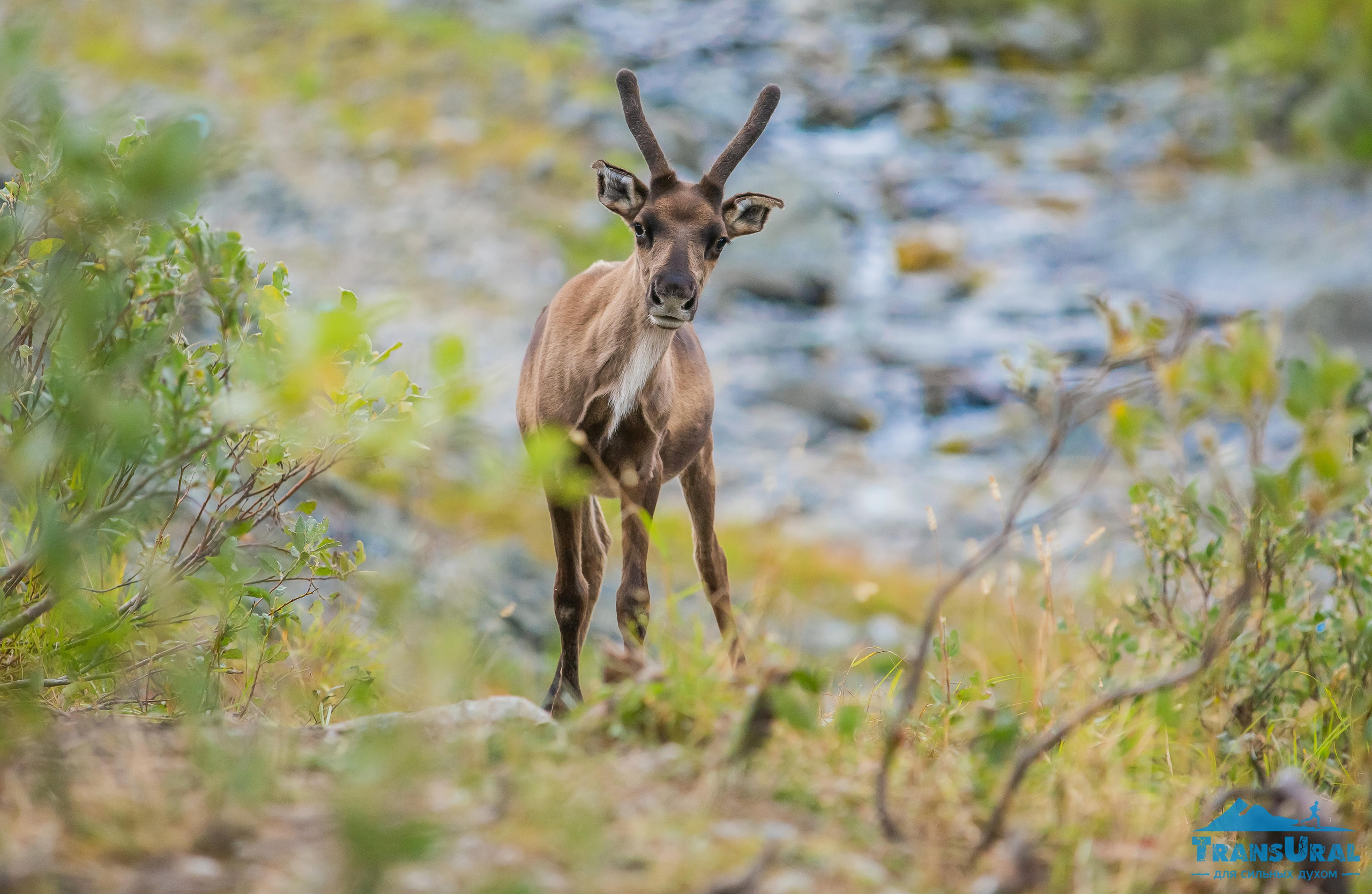 Полярный Урал. Авторские туры с профессиональным фотографом