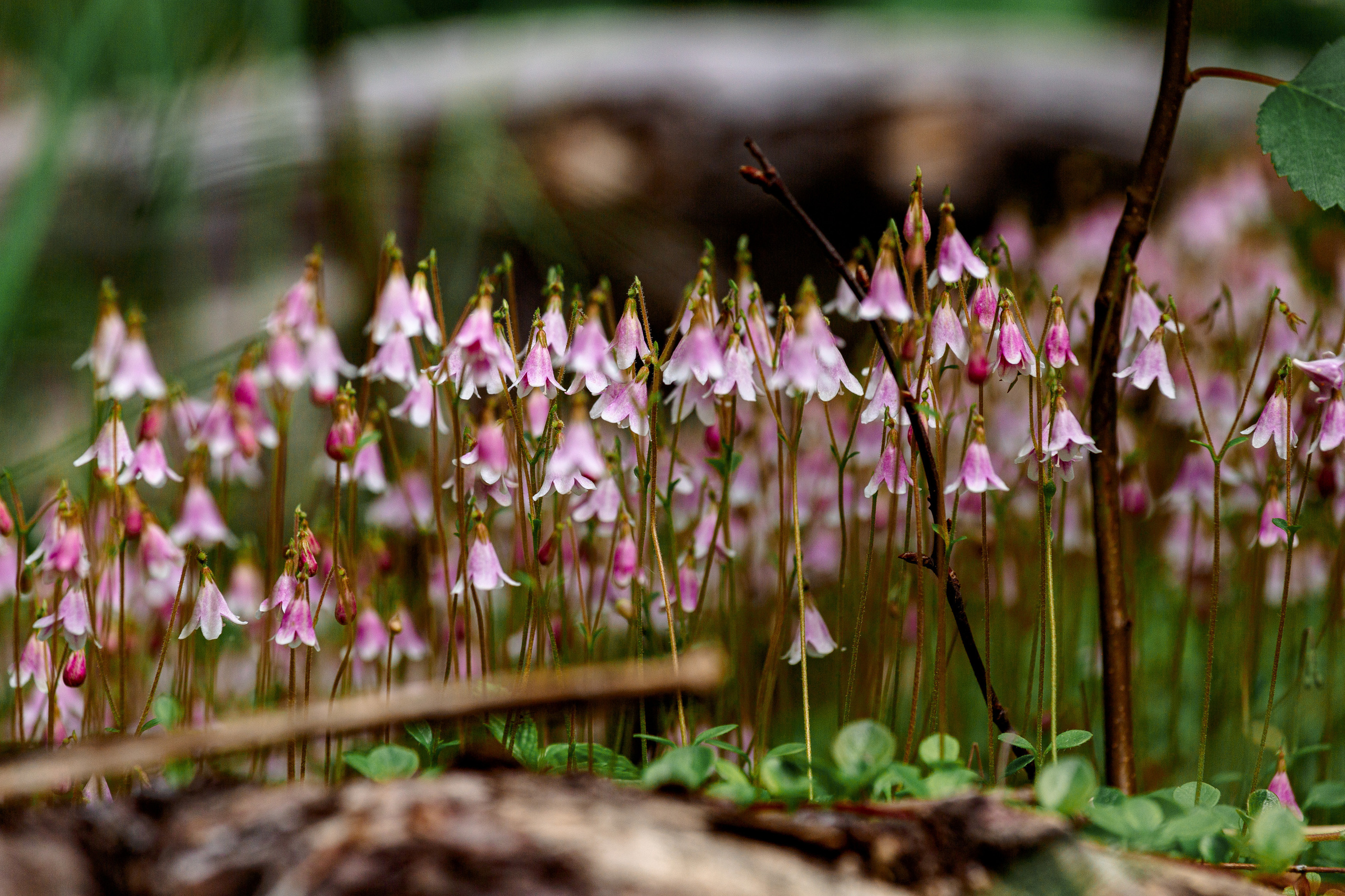 Северный Урал. Авторские туры с профессиональным фотографом