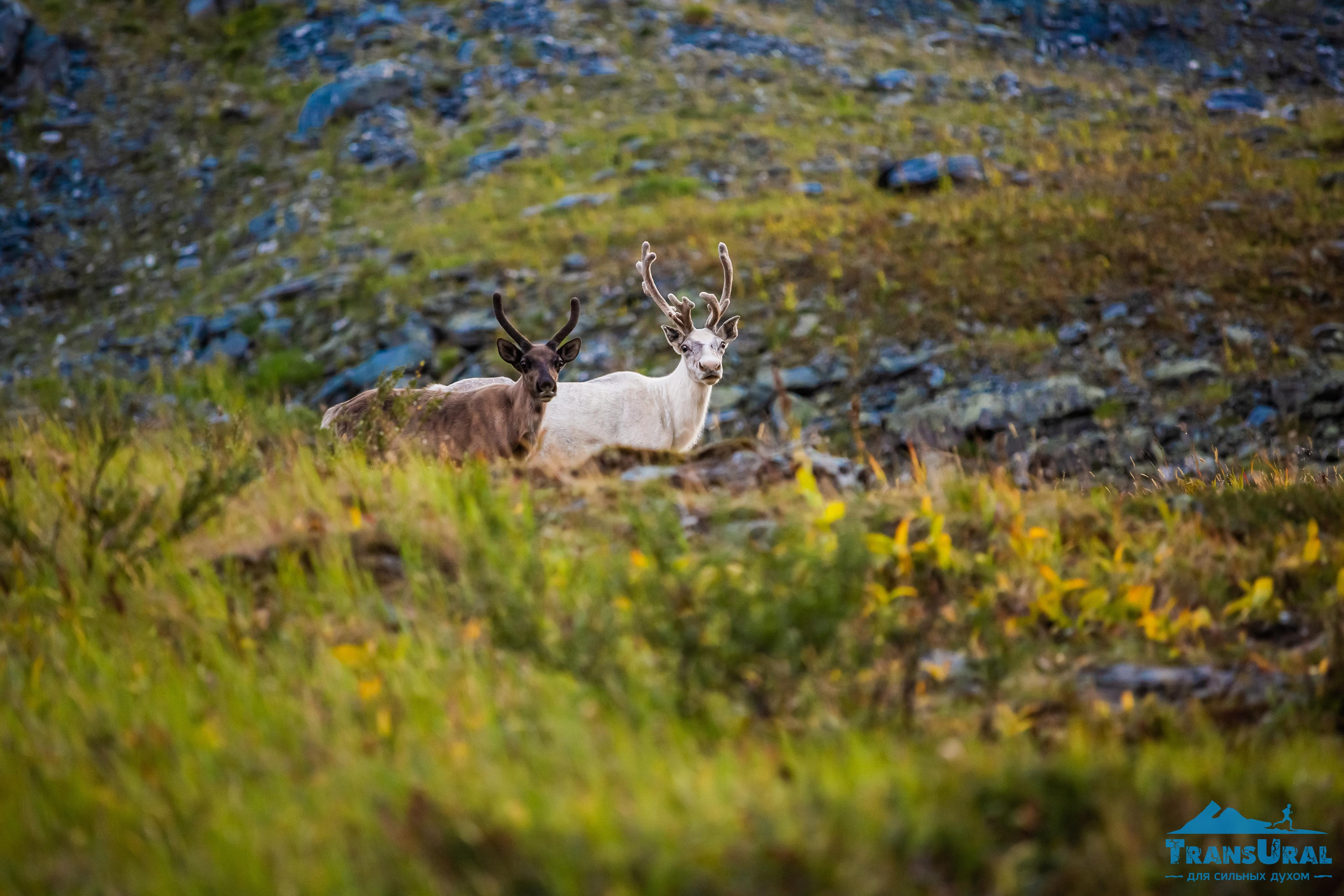 Полярный Урал. Авторские туры с профессиональным фотографом