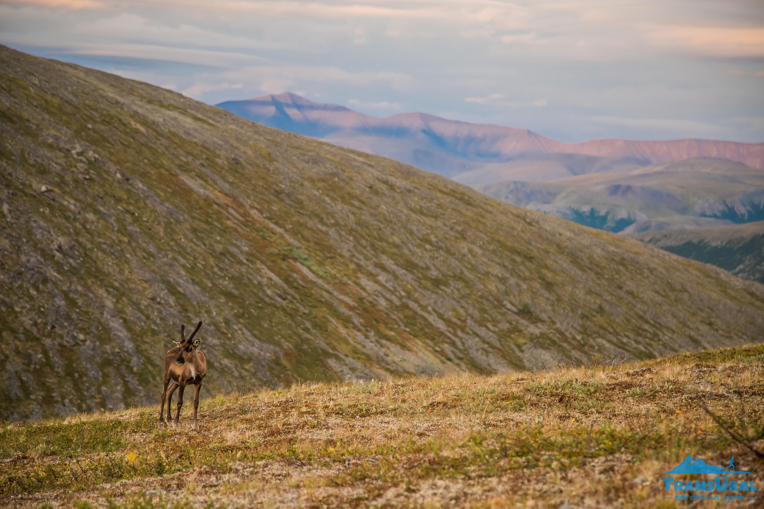 Полярный Урал. Авторские туры с профессиональным фотографом