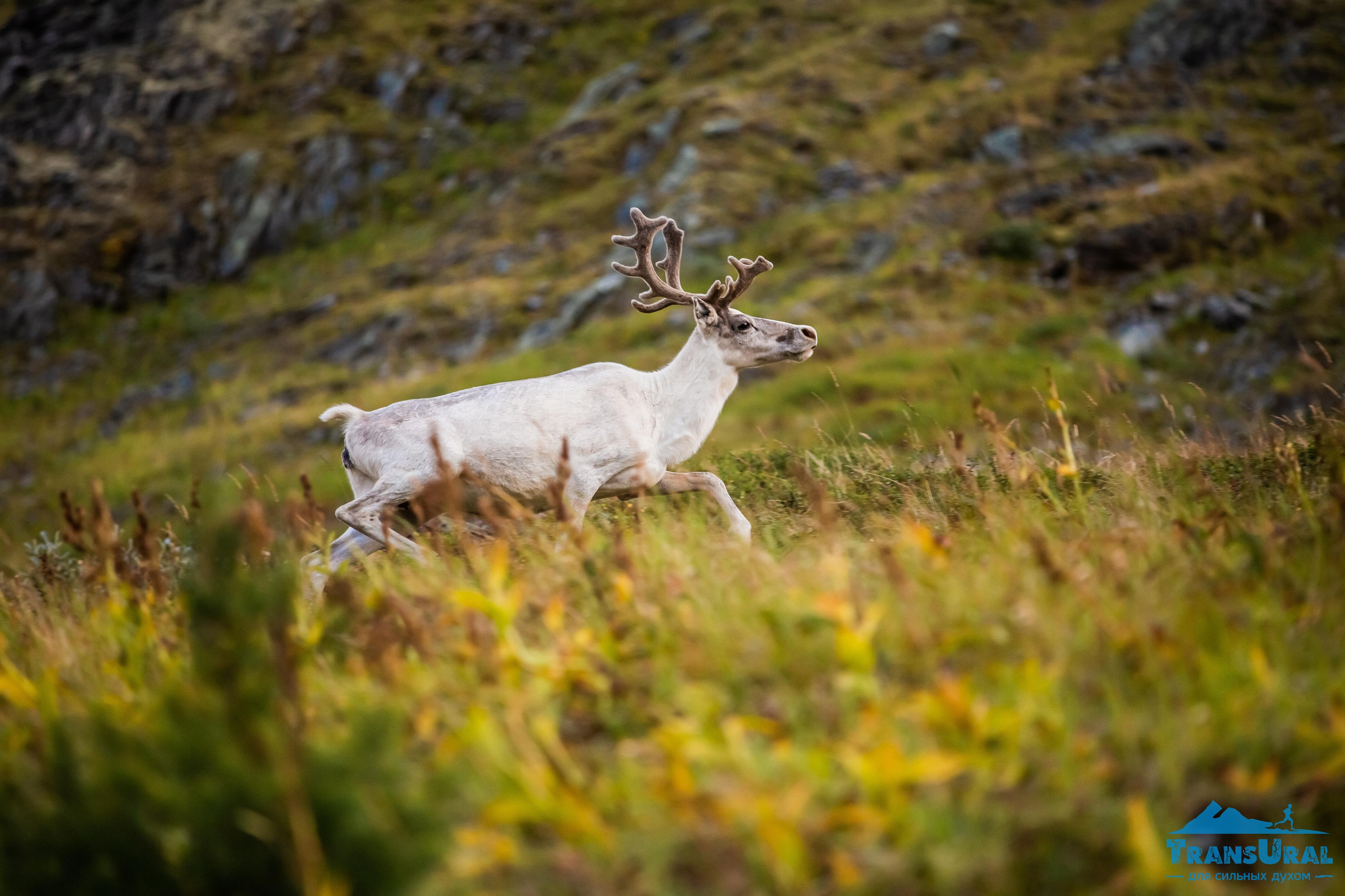 Полярный Урал. Авторские туры с профессиональным фотографом