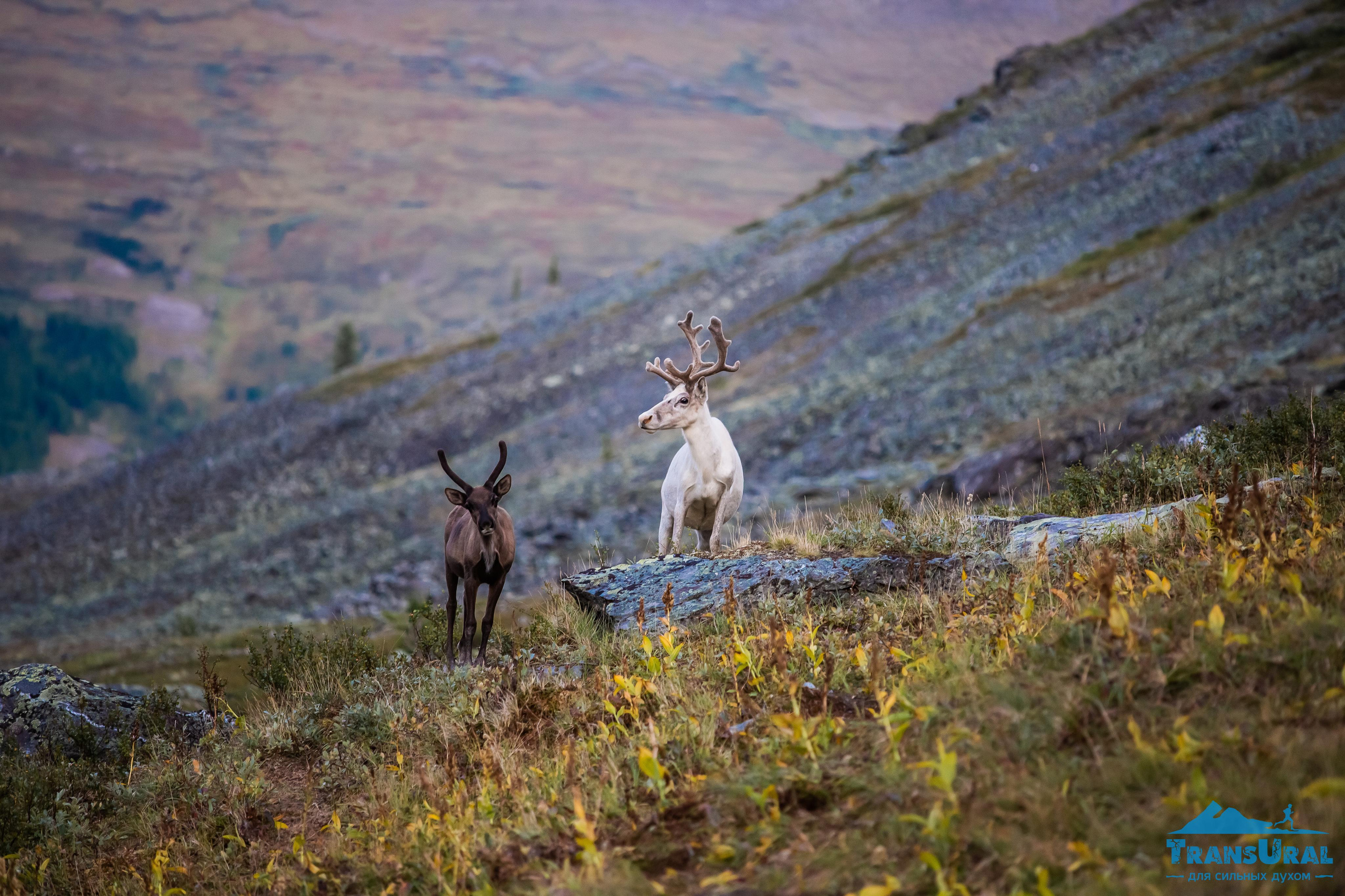 Полярный Урал. Авторские туры с профессиональным фотографом