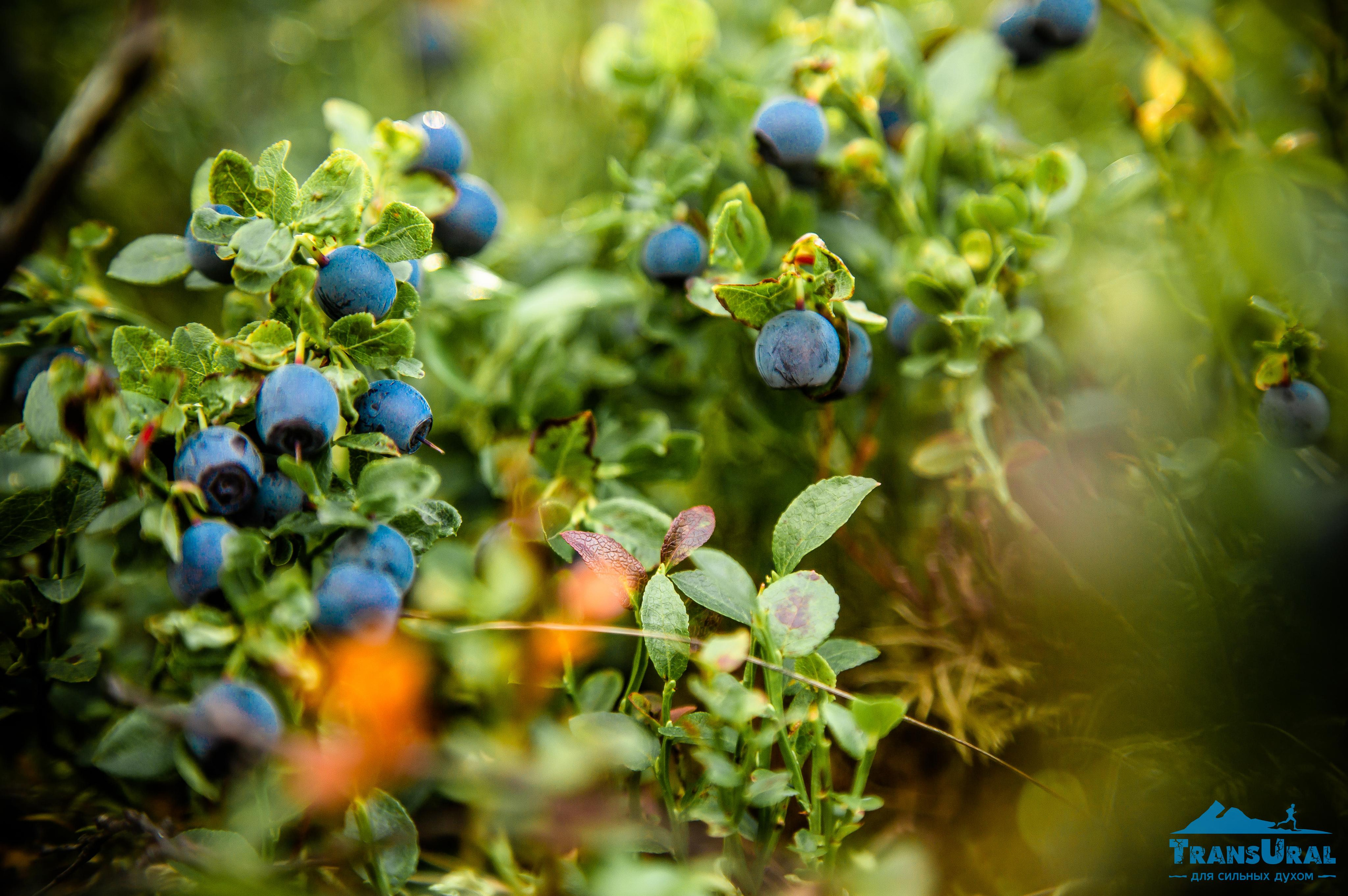 Полярный Урал. Авторские туры с профессиональным фотографом