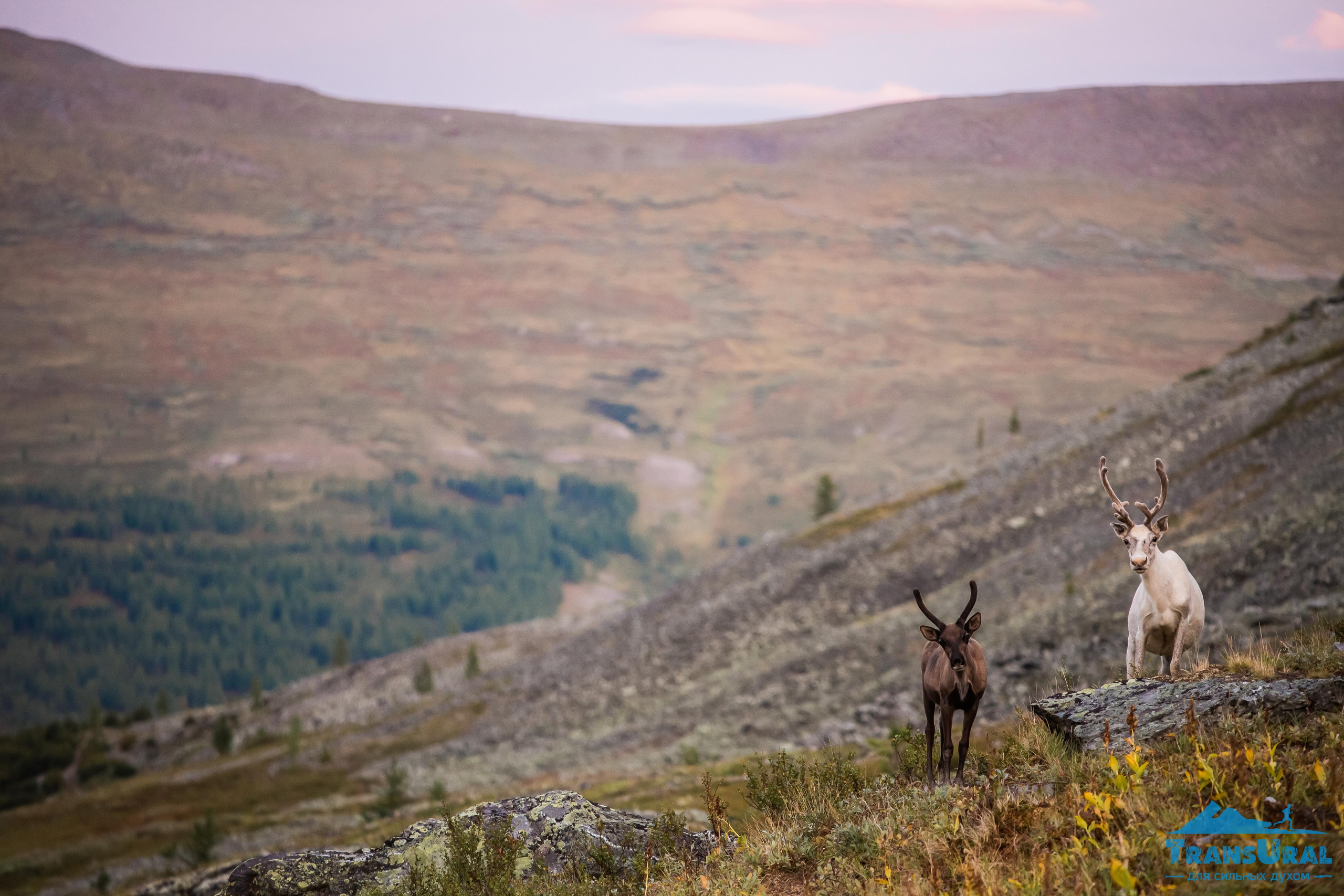 Полярный Урал. Авторские туры с профессиональным фотографом
