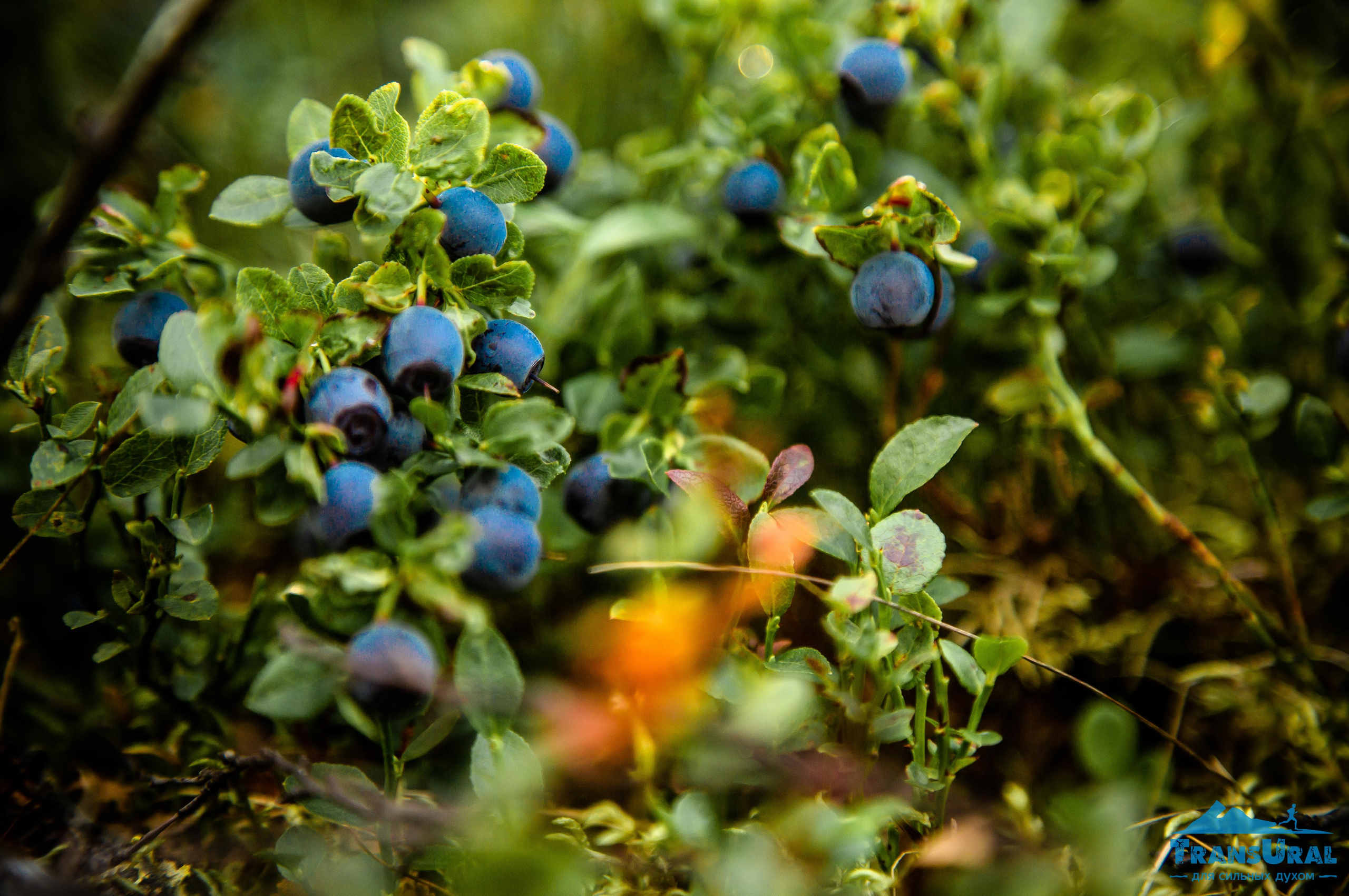 Полярный Урал. Авторские туры с профессиональным фотографом