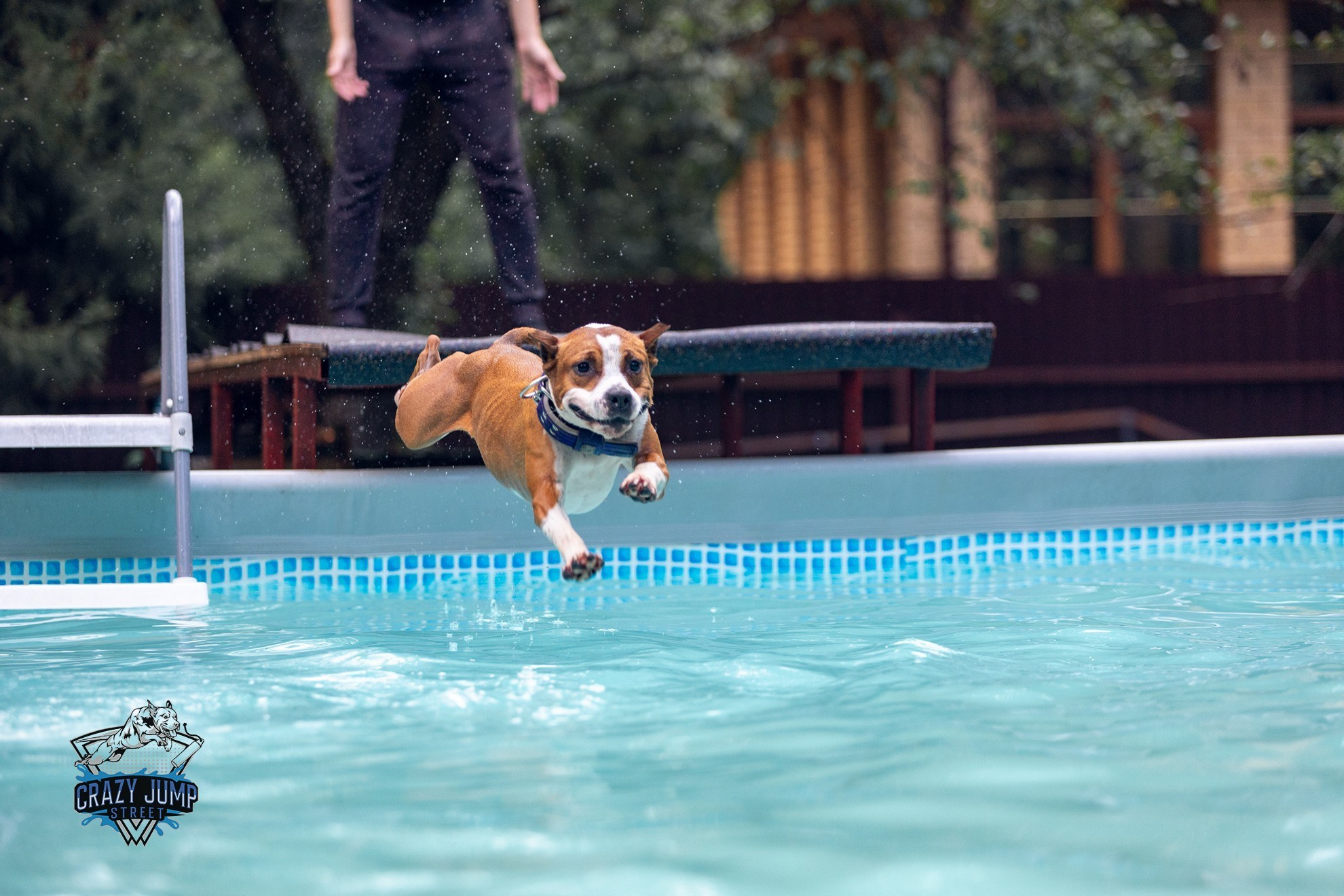 Собаки, спорт, Док дайвинг. Свадебный и репортажный фотограф в Москве и Московской области