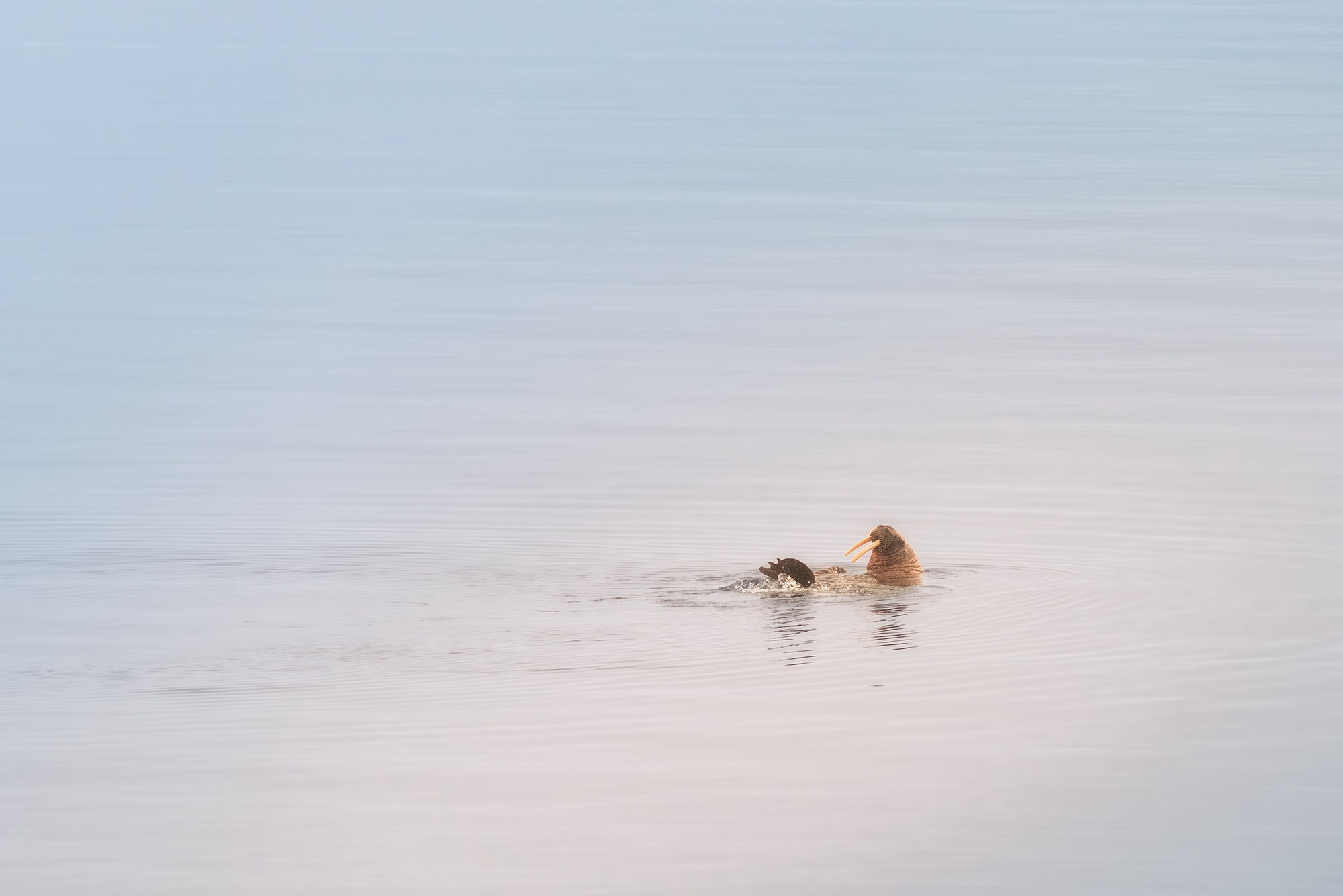 Арктика. Аэросъемка в Архангельске, Александр Ермолин