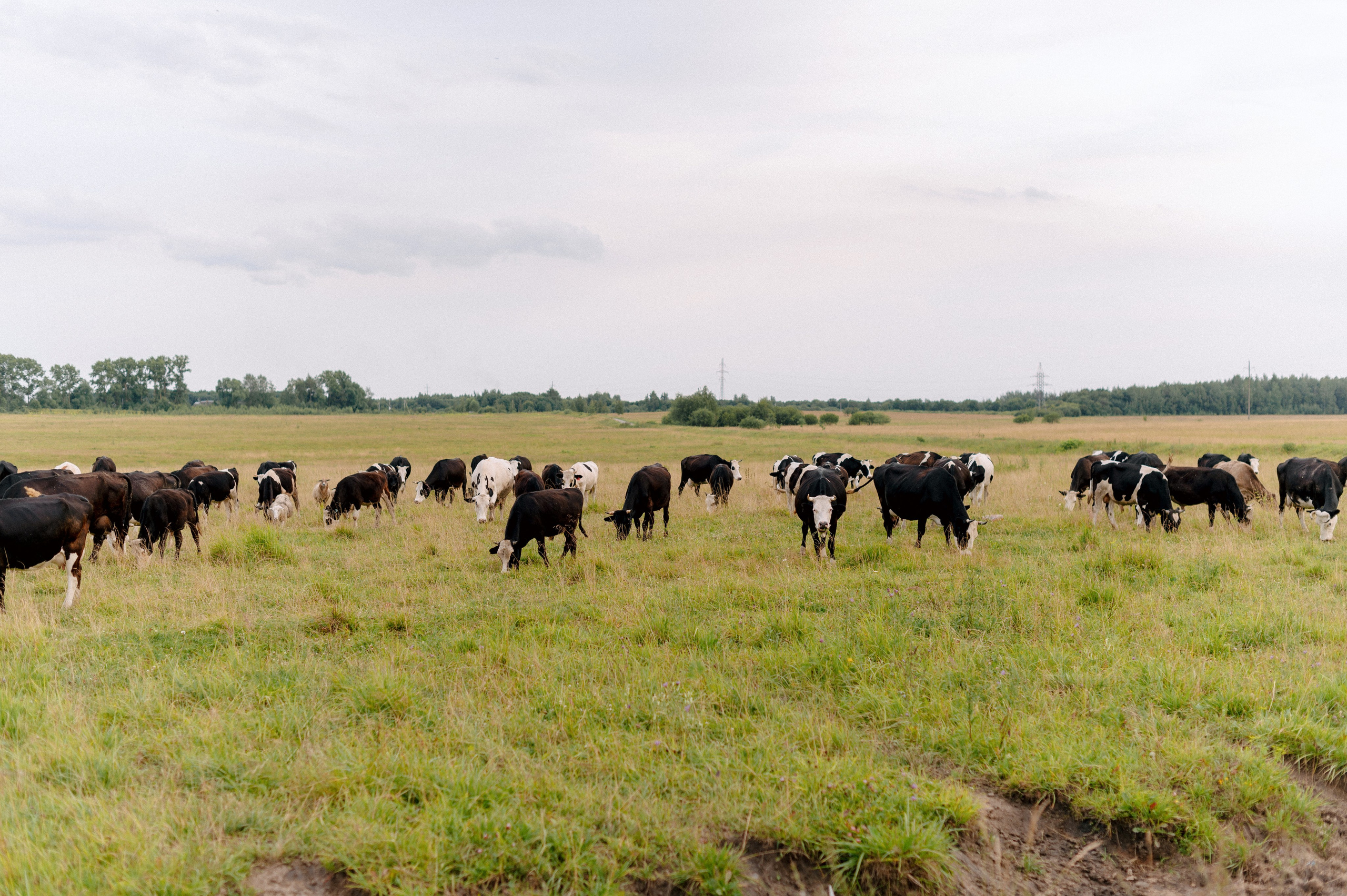 ОКСАНА + ВИТАЛИЙ. Шашкова Вероника / Свадебный и семейный фотограф Москва и Ярославль