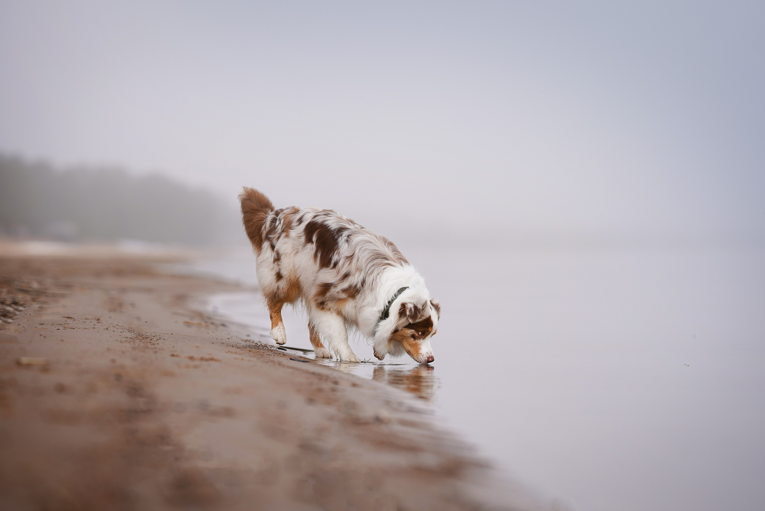 Панда Ладога. Фотограф-анималист в Санкт-Петербурге Яна Мартынова