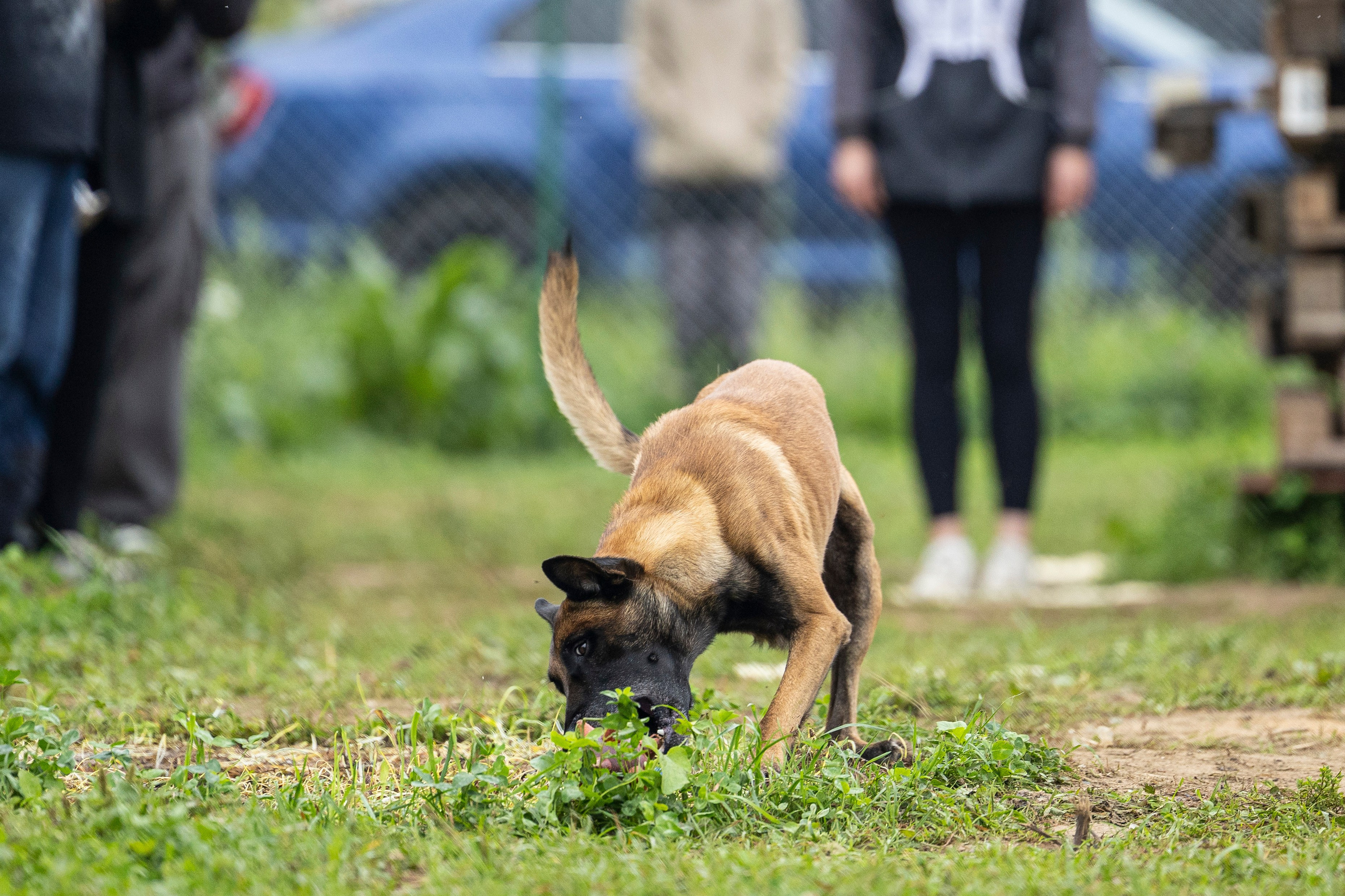 Соревнования по Мондьорингу г. Вологда 10-11.08.2024. Фотограф-анималист Анна Маринич