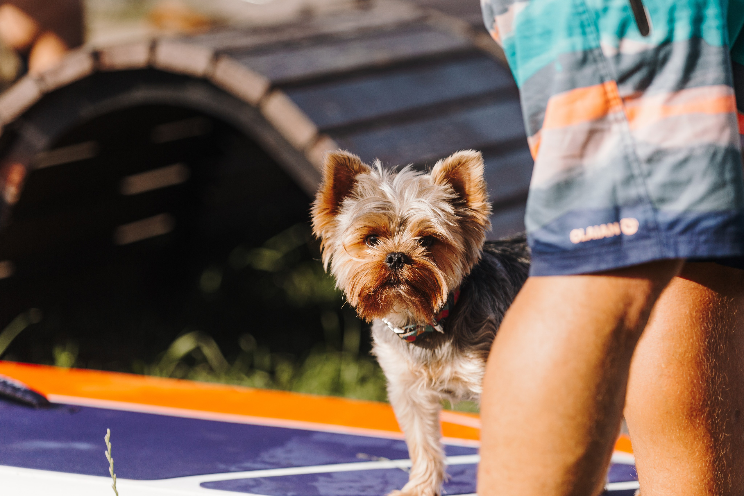 Petshop Sup day. Фотограф анималист Кристина Карпова, Москва